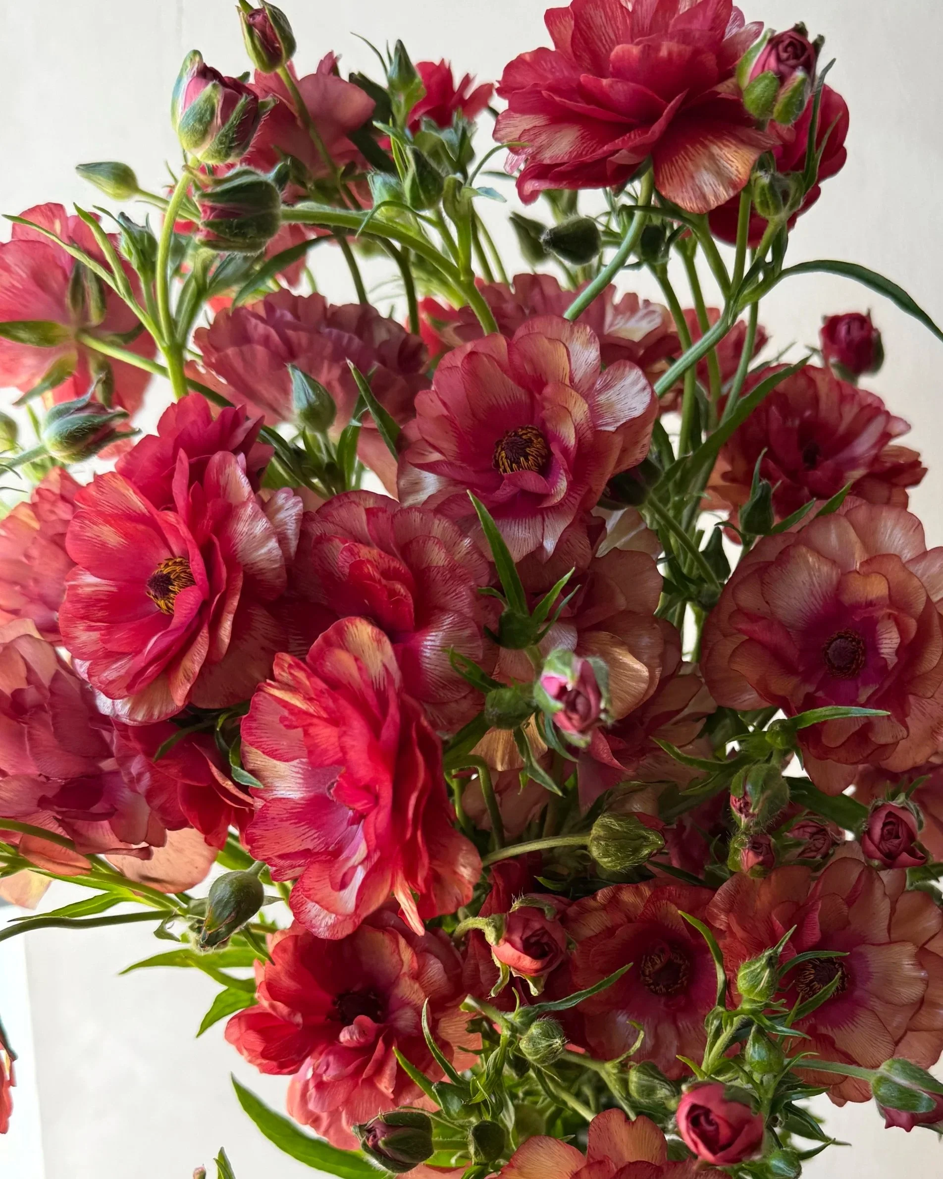 RANUNCULUS Butterfly Musa