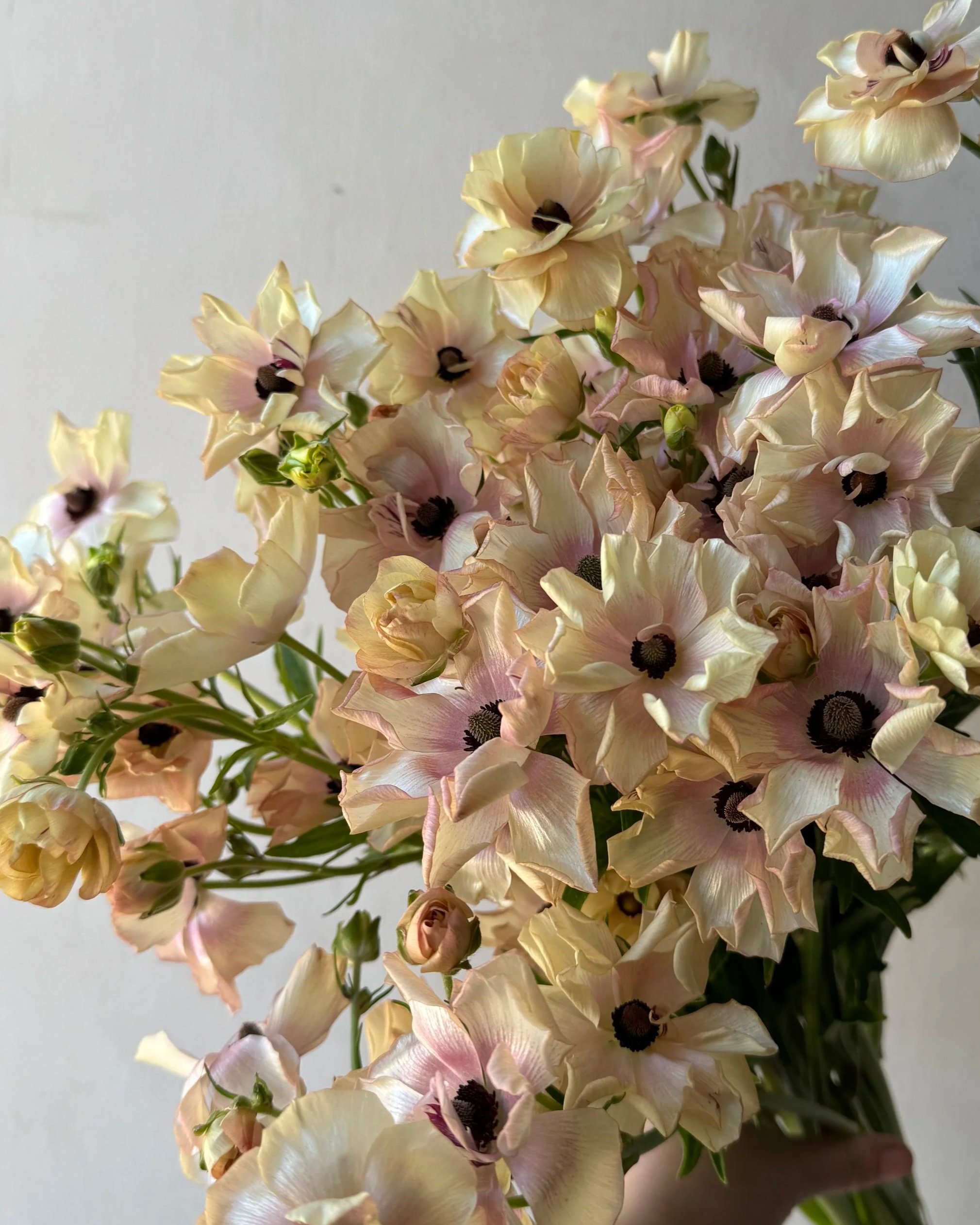 RANUNCULUS Butterfly Hestia