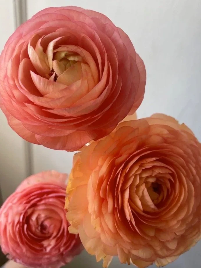 RANUNCULUS asiaticus Elegance Salmone 06