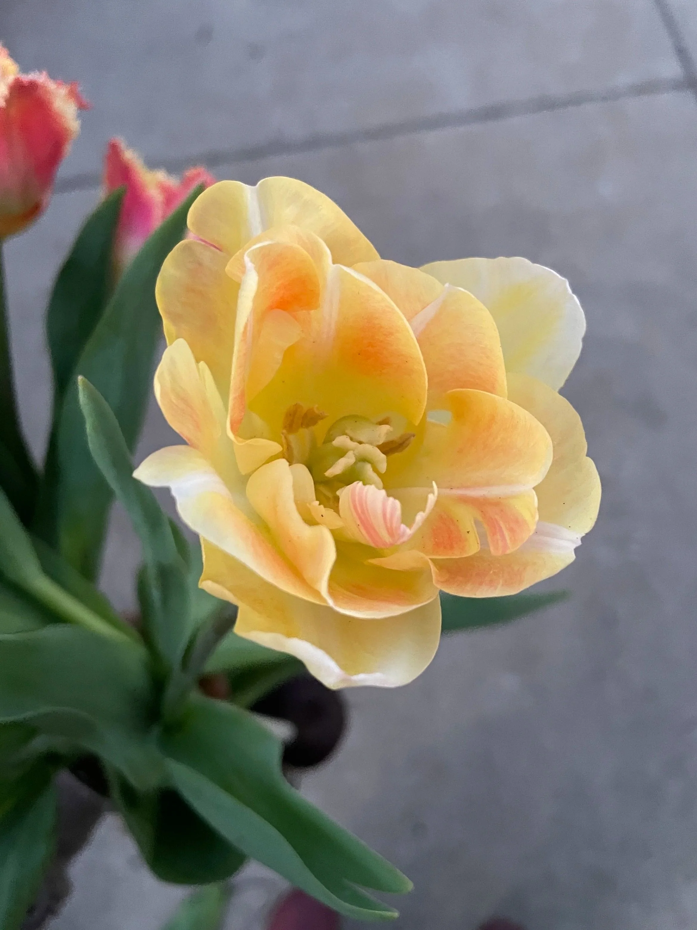 TULIPA Charming Lady