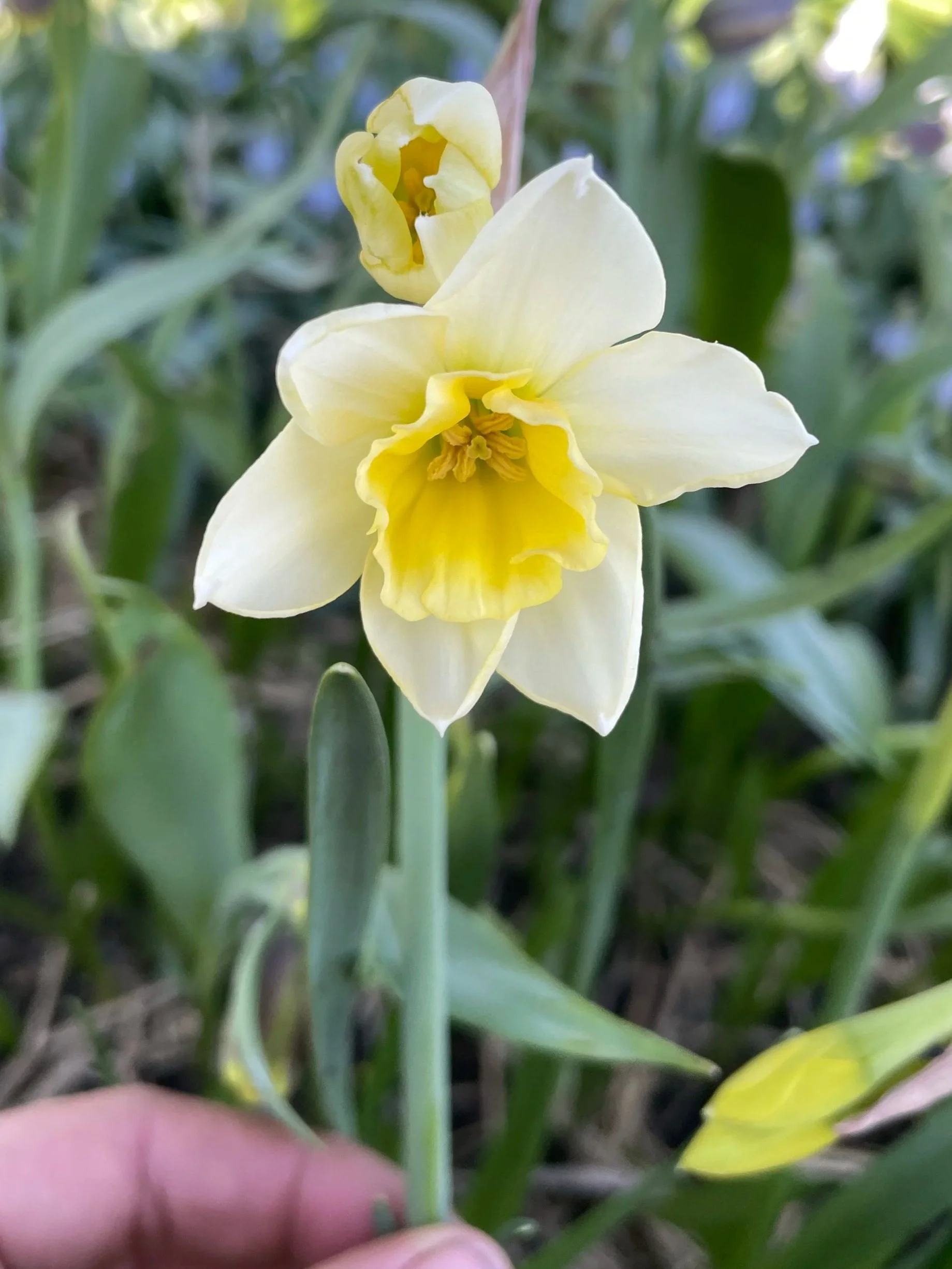 NARCISSUS Sweet Love