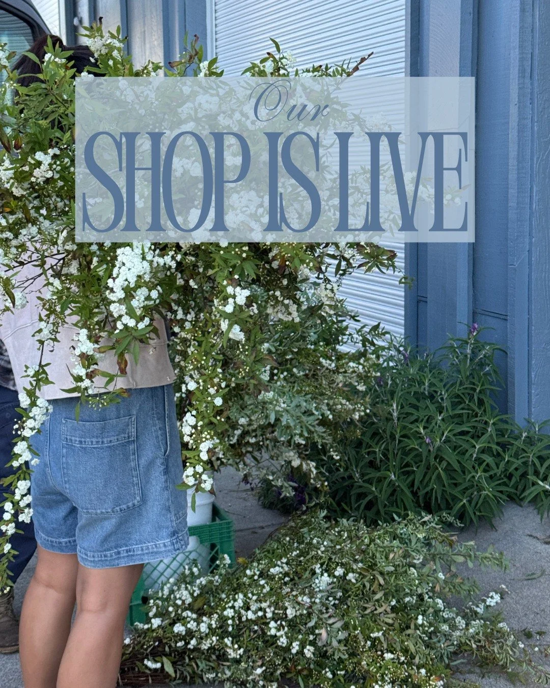 Our shop is live!

It&rsquo;s been a hot week folks! And lucky for you, everything is absolutely bursting in the fields. We&rsquo;re so excited to have Puck&rsquo;s Garden back with us, while Alcott Botanicals is out for next week. 

Here is what we 