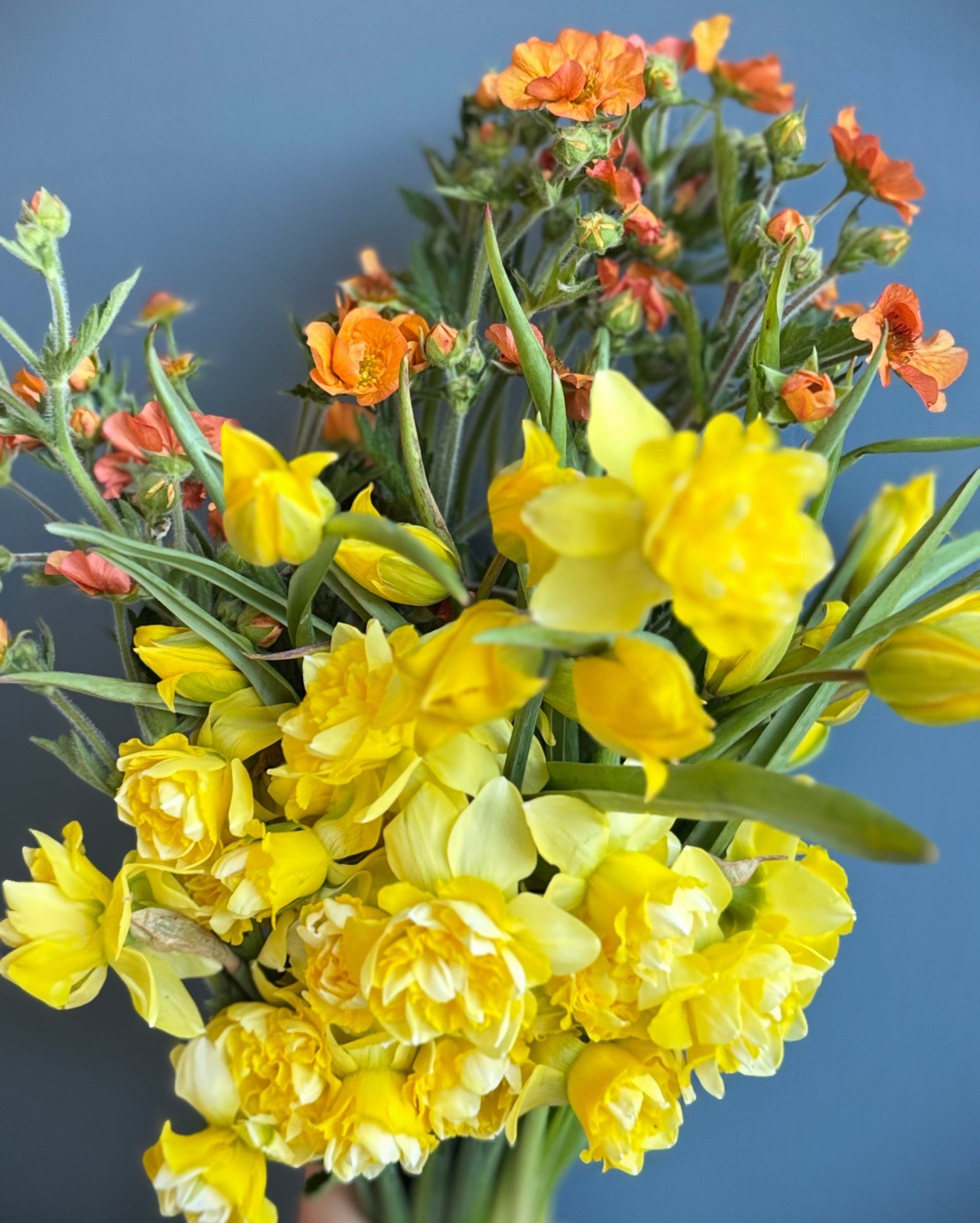 Our palette crush this week is juicy spring florals with lemony buttery tones and coppery oranges. 

GEUM Totally Tangerine - @mockingbirdflora 
NARCISSUS Art Design - @mockingbirdflora 
TULIPA - @alcott_botanicals