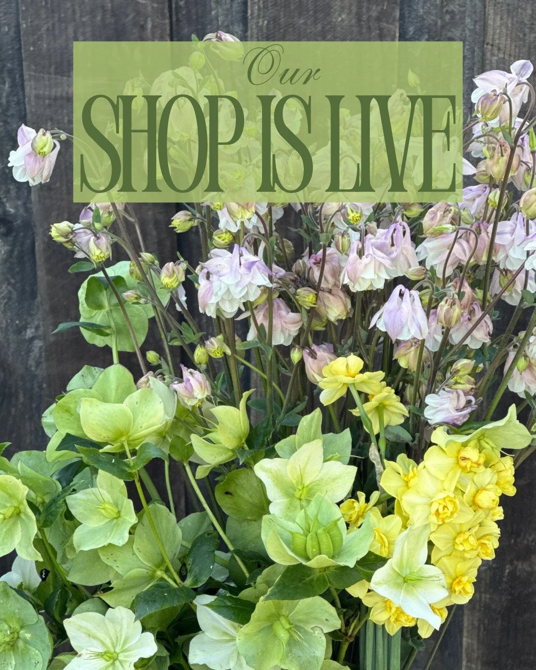 Our shop is open! We are seeing lots of new varieties popping up in the fields, here is what we have in abundance this week.

Shop is live: 
AQUILEGIA vulgaris var. stellata Barlow Formula - @pucksgarden
HELLEBORUS foetidus - @vofloraldesign 
NARCISS