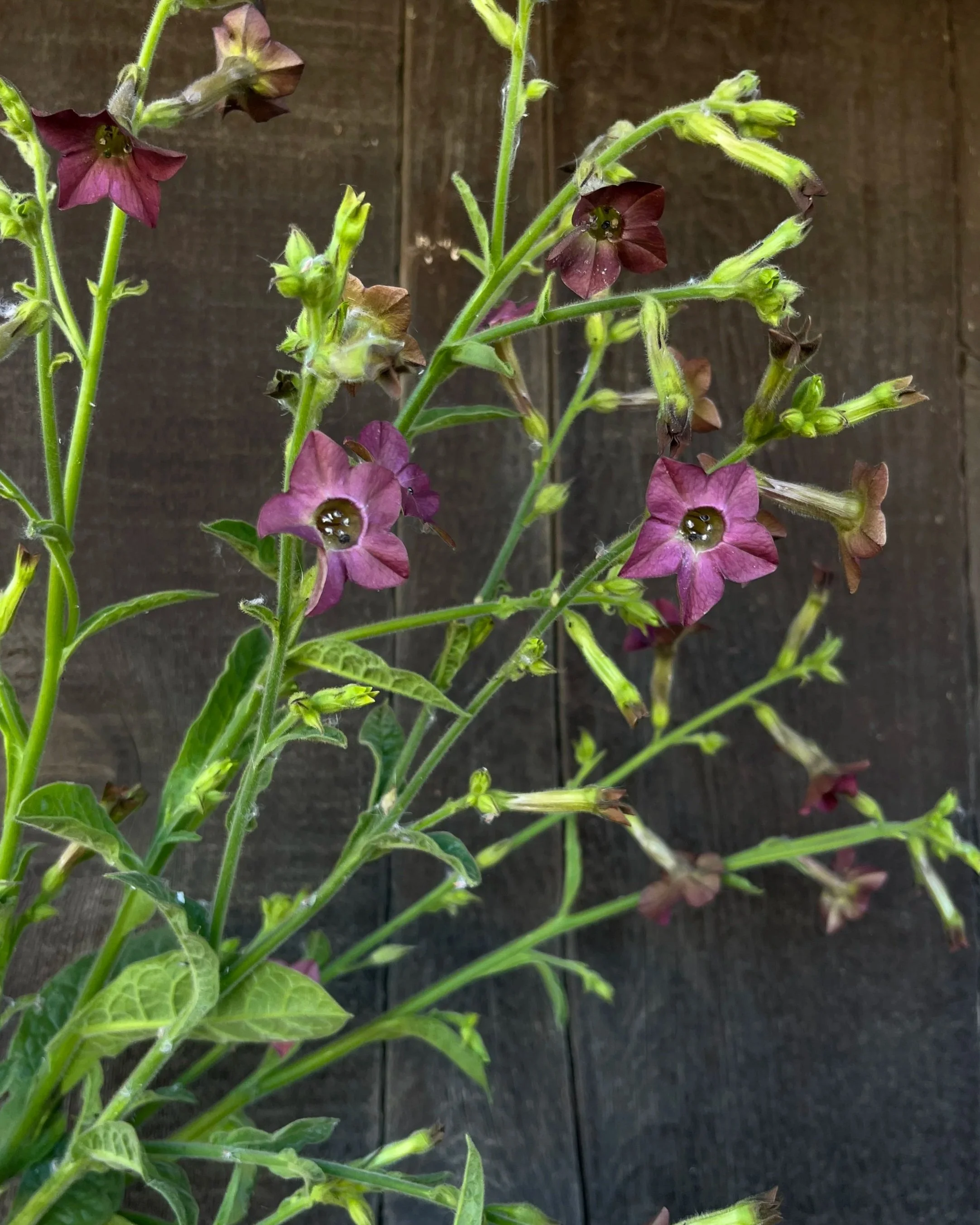 NICOTIANA x Hot Chocolate