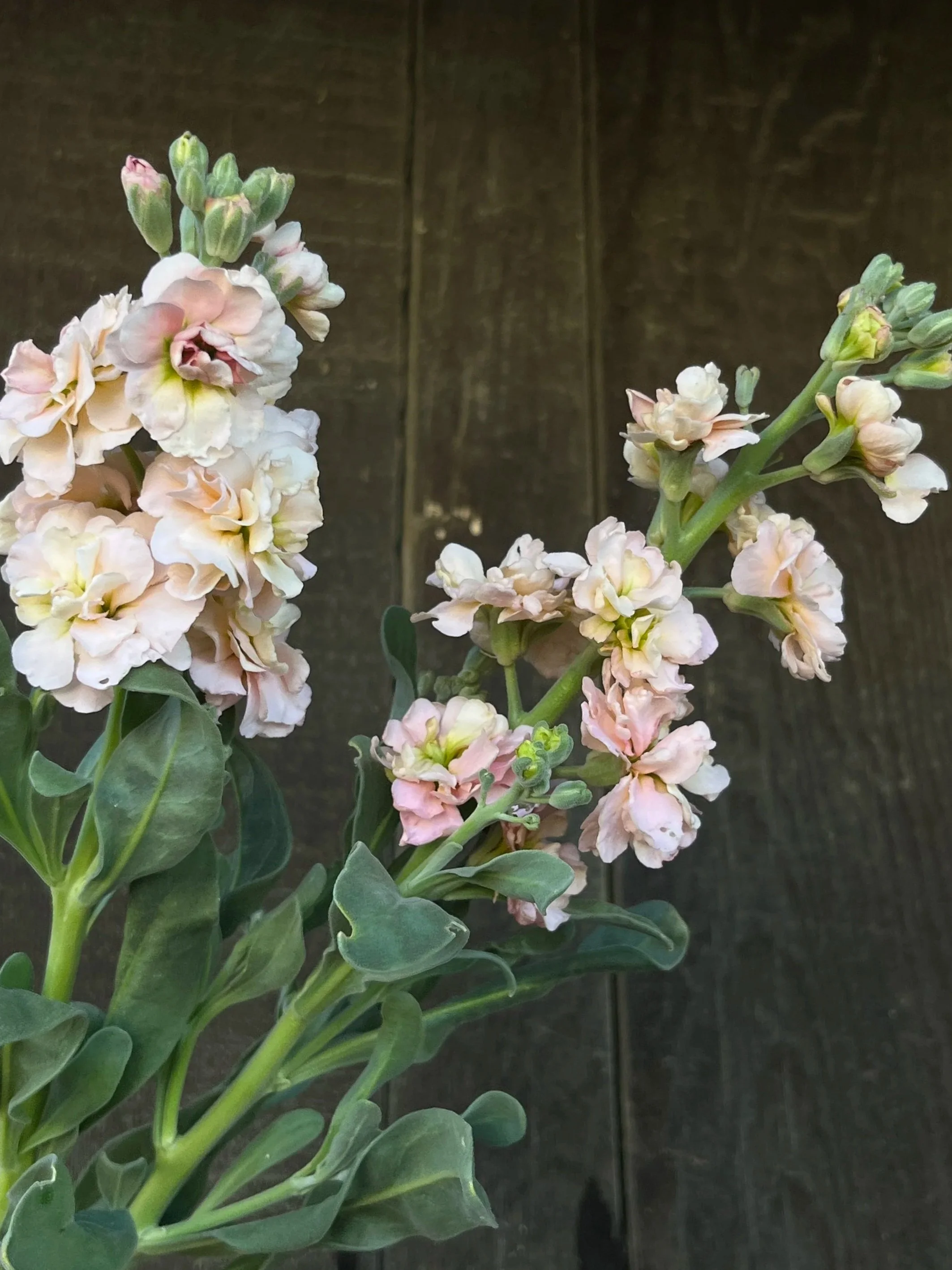MATTHIOLA incana Quartet