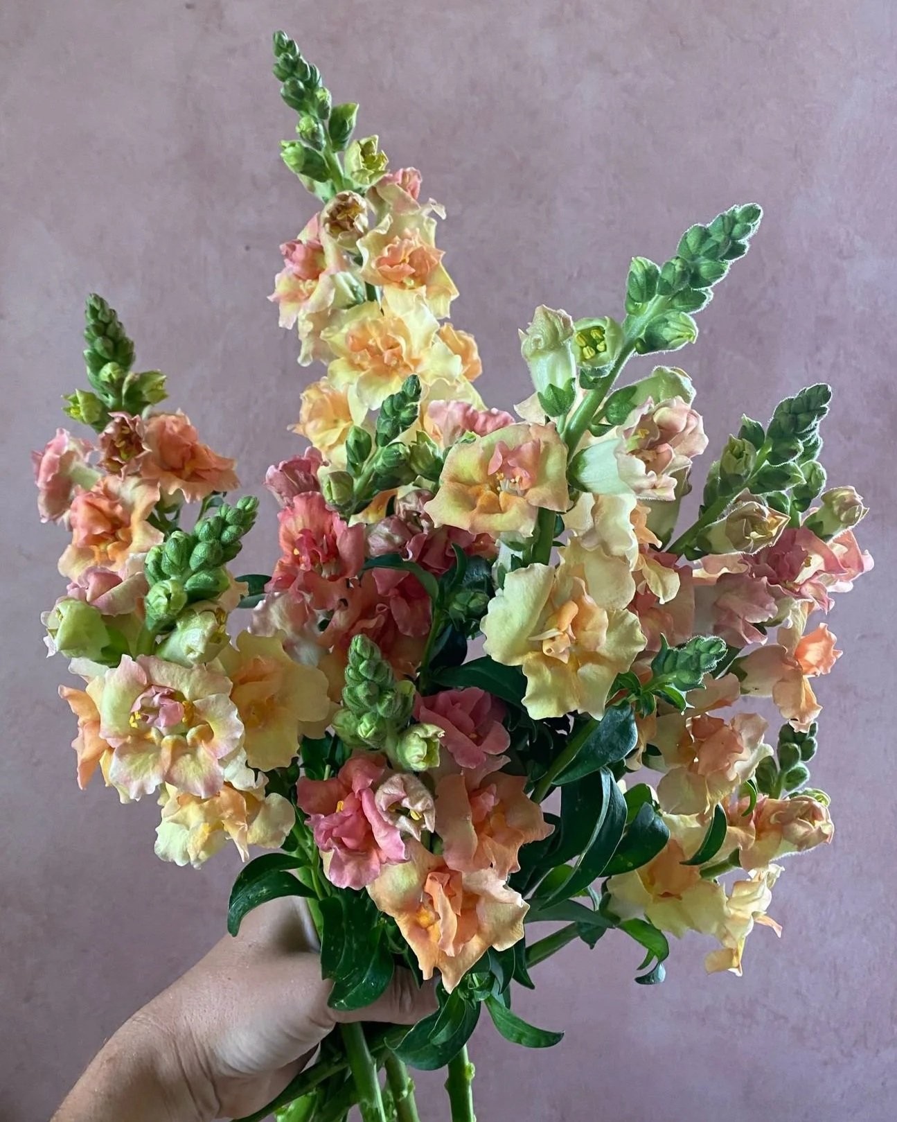 ANTIRRHINUM majus Doubleshot Peach