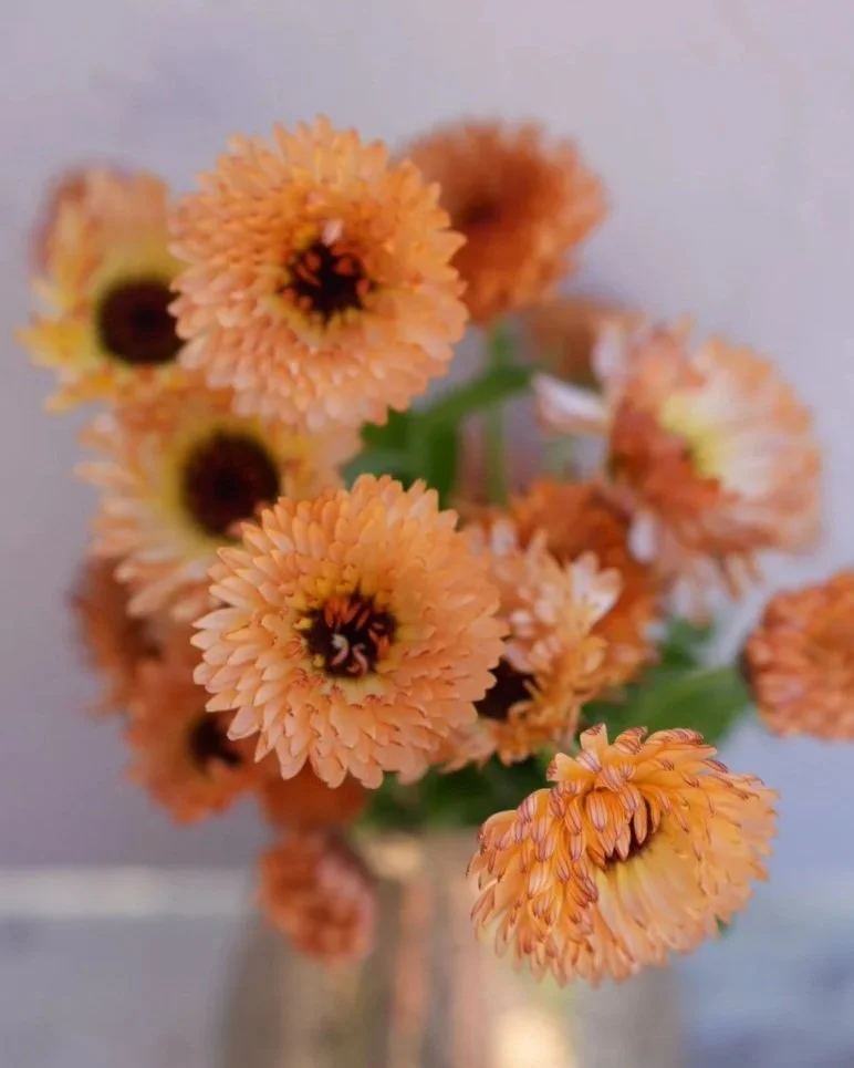 CALENDULA officinalis Bronze Beauty