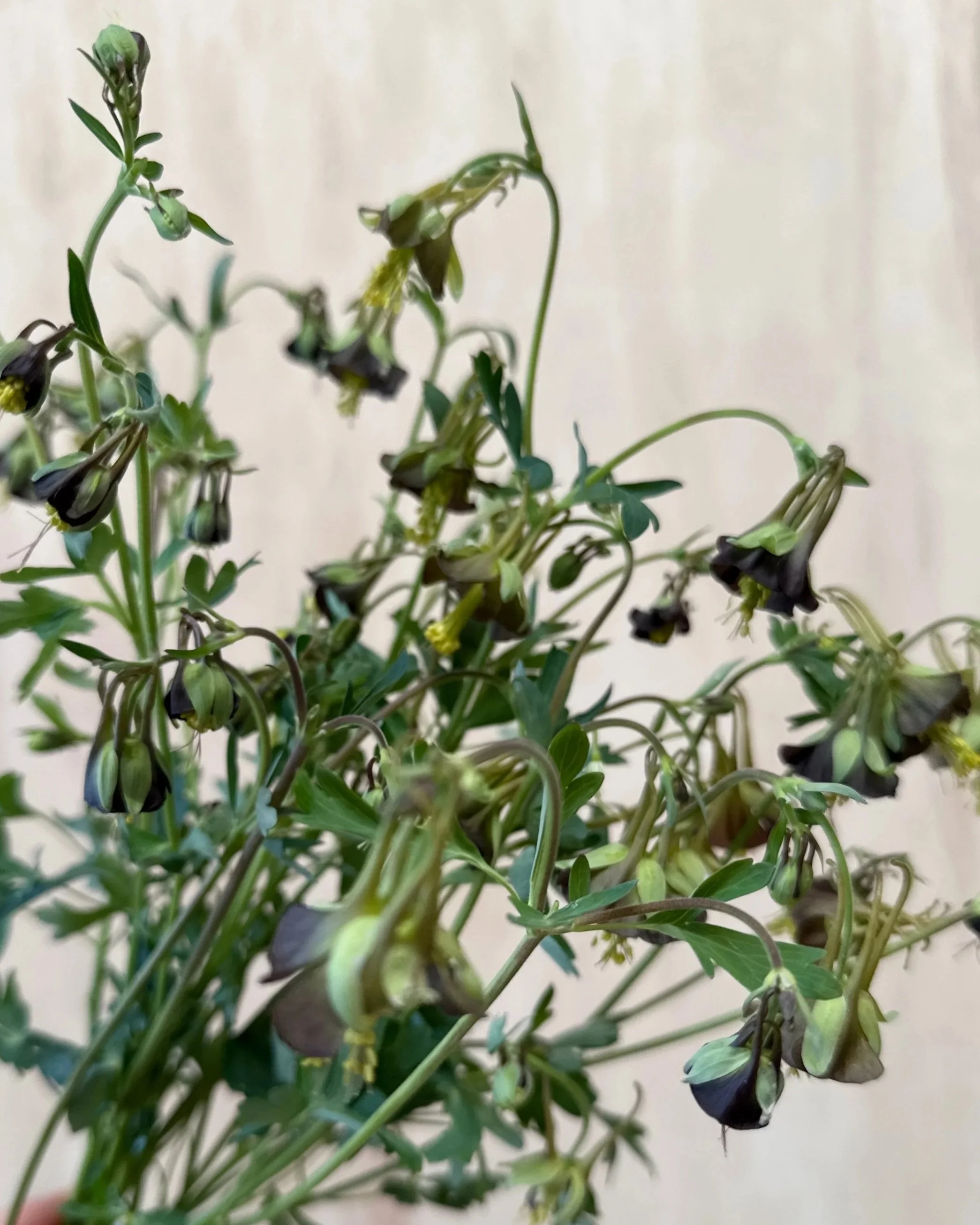 AQUILEGIA viridiflora 'Chocolate Soldier'