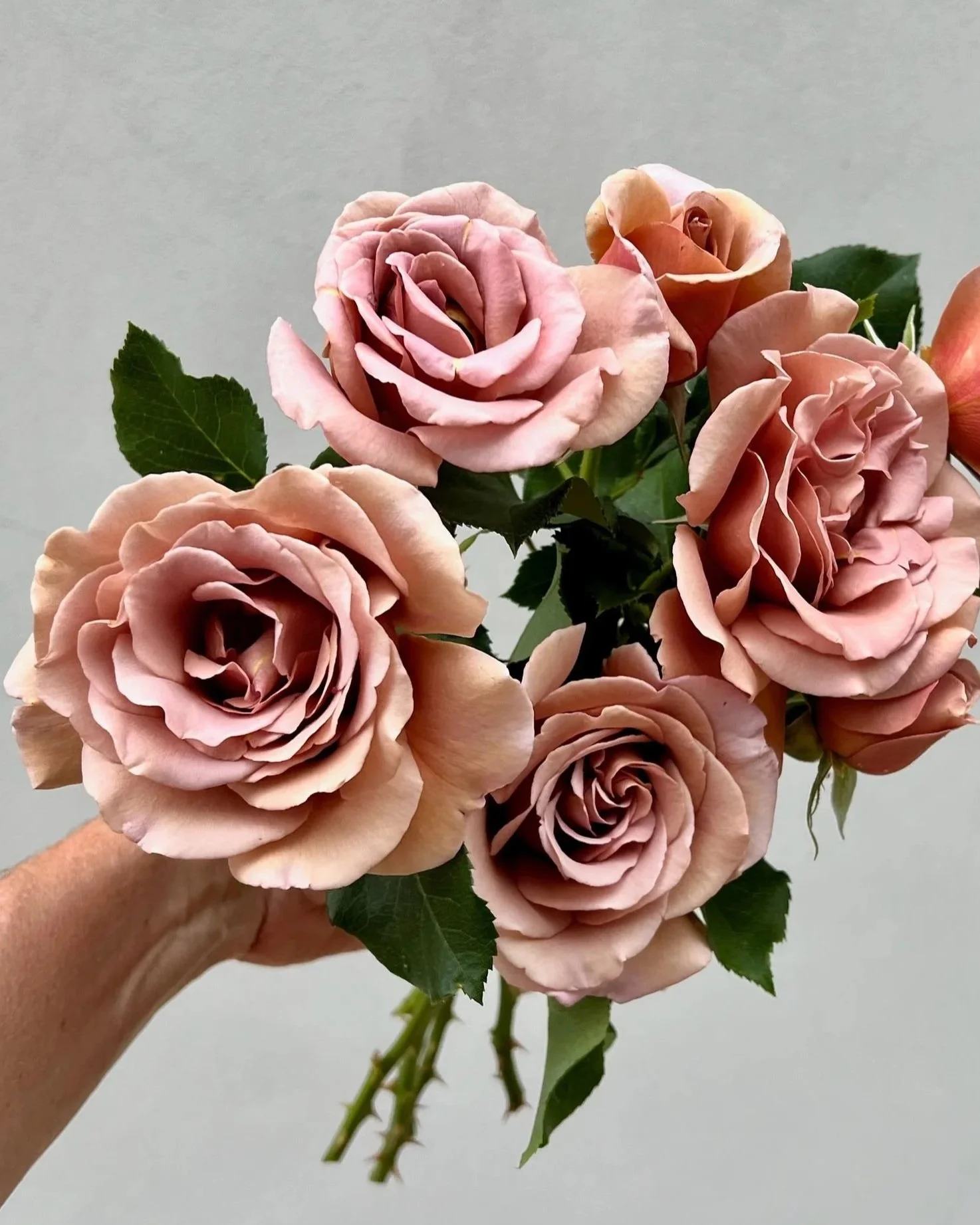 ROSA hybrida Koko Loco