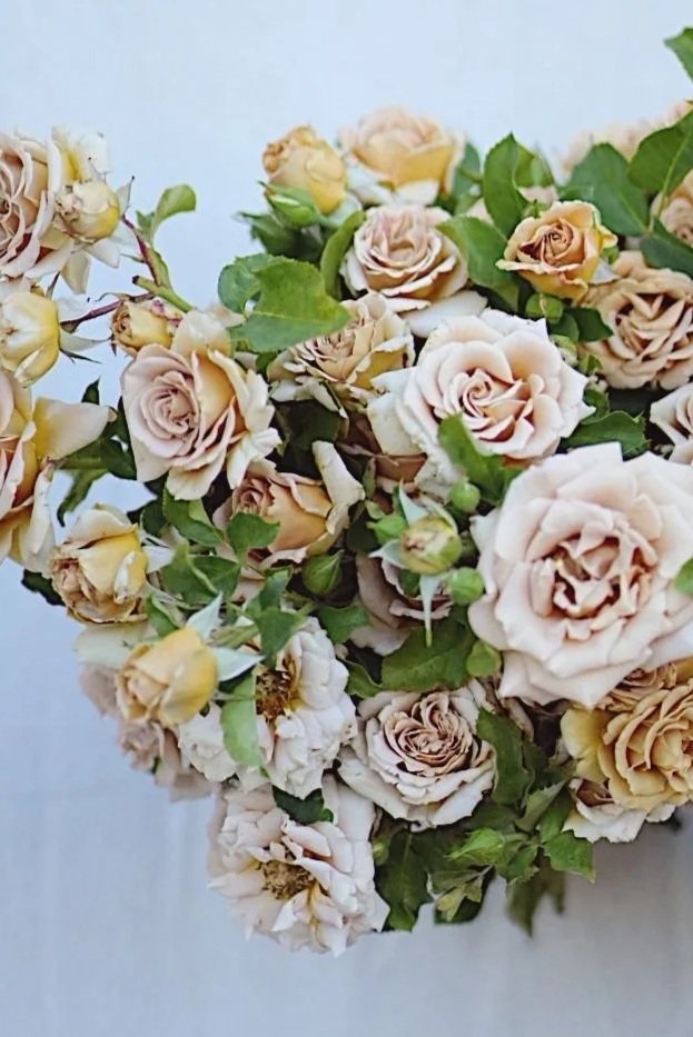 ROSA hybrida Honey Dijon