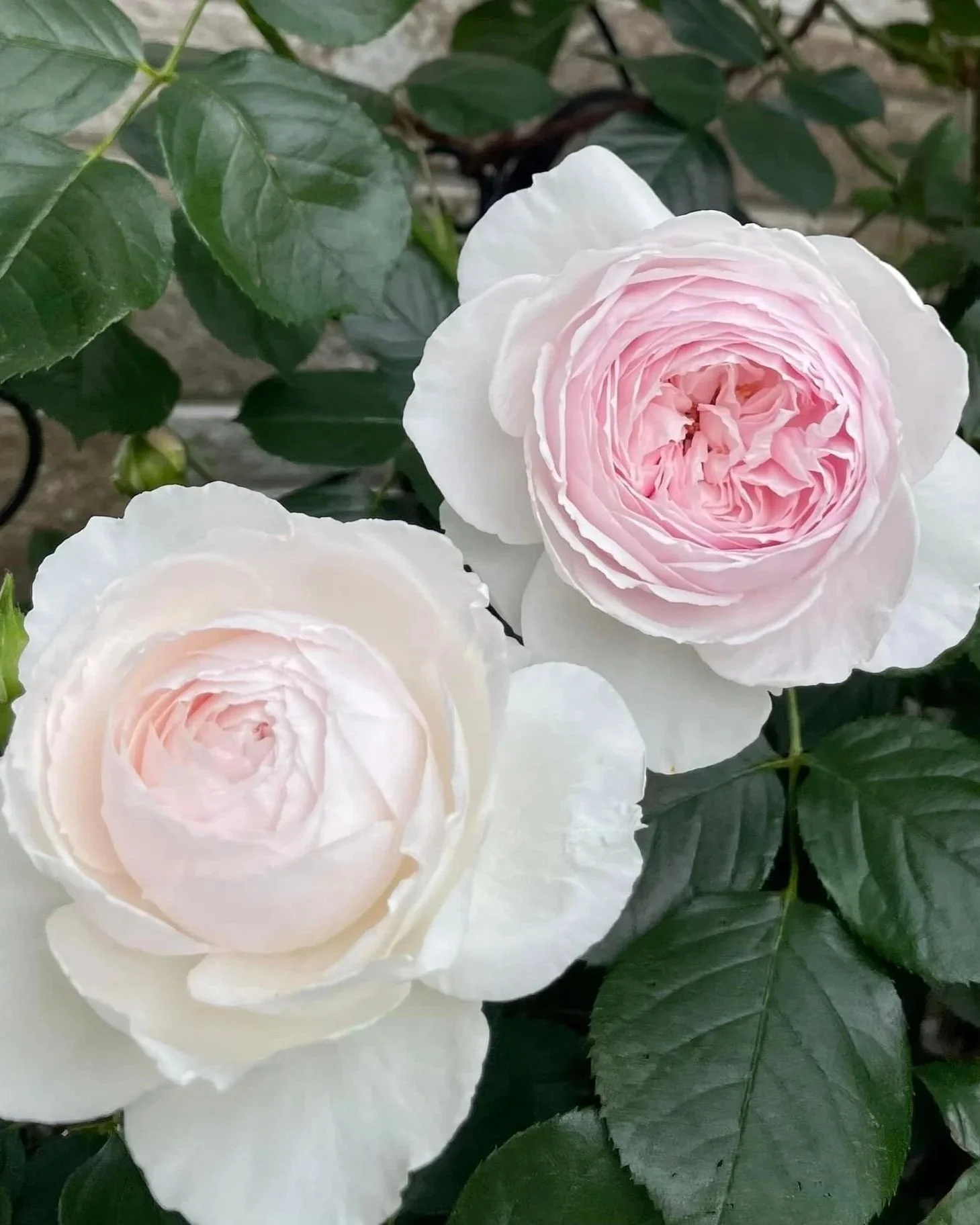 ROSA hybrida Earth Angel