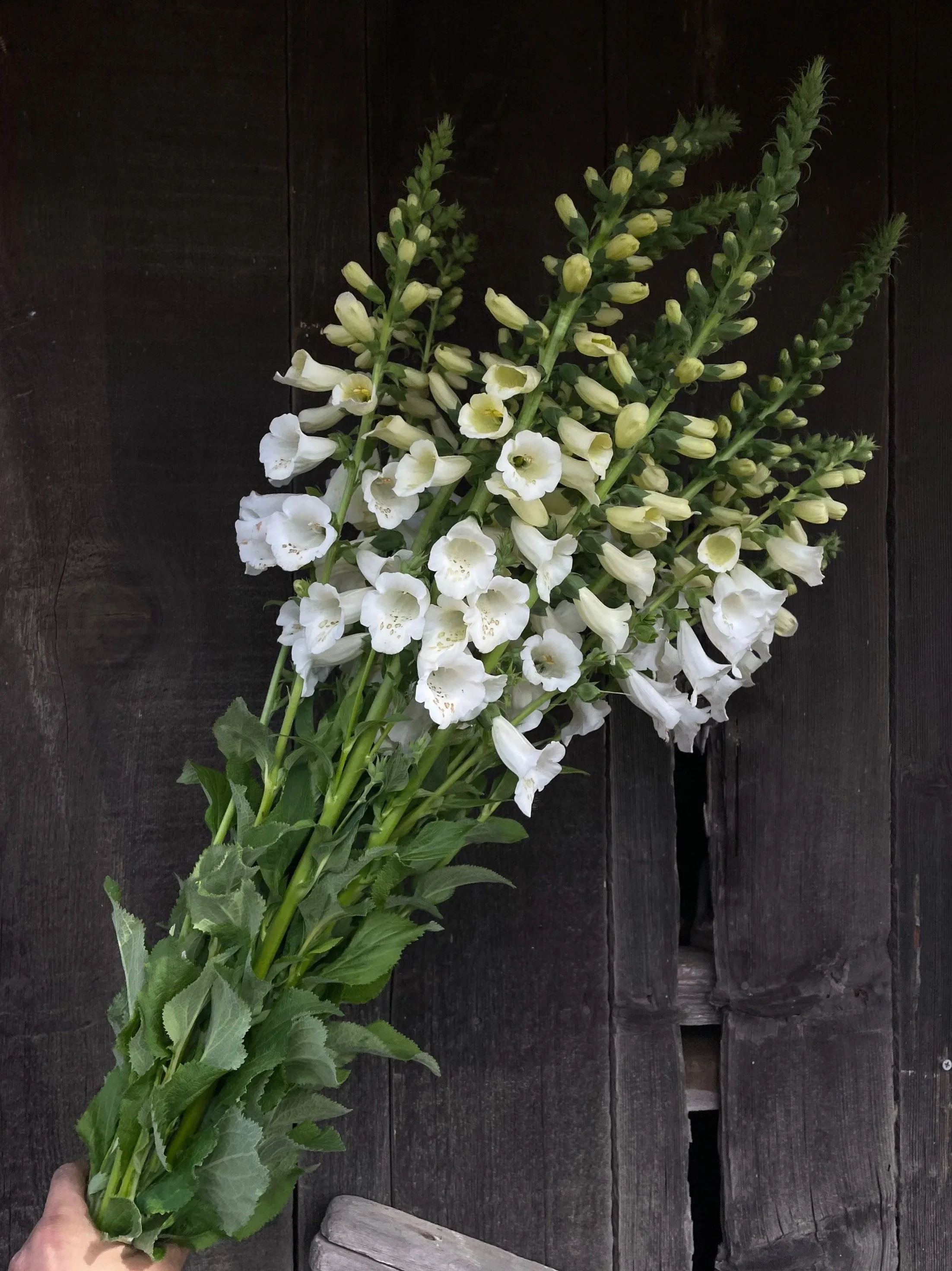 DIGITALIS purpurea Camelot Creme