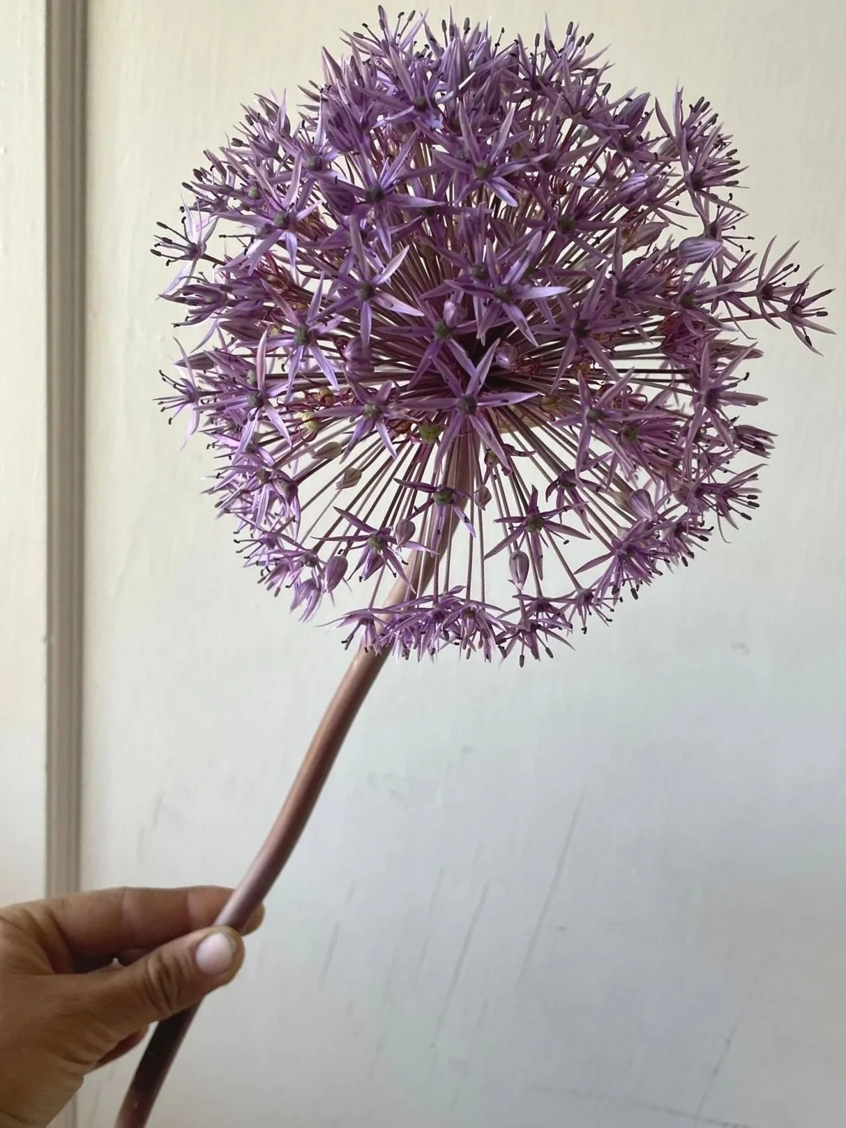ALLIUM stipitatum Violet Beauty