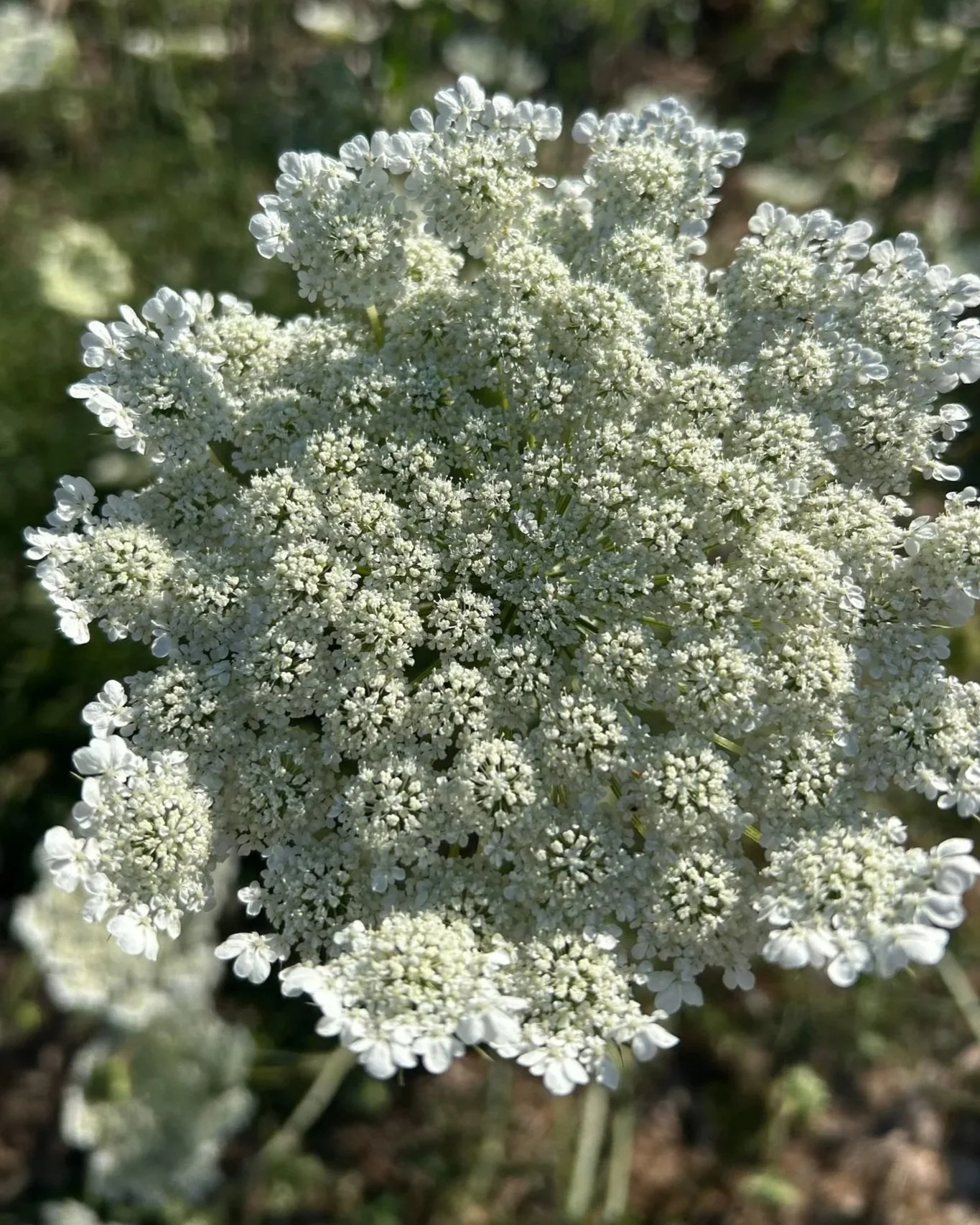 AMMI majus White Dill