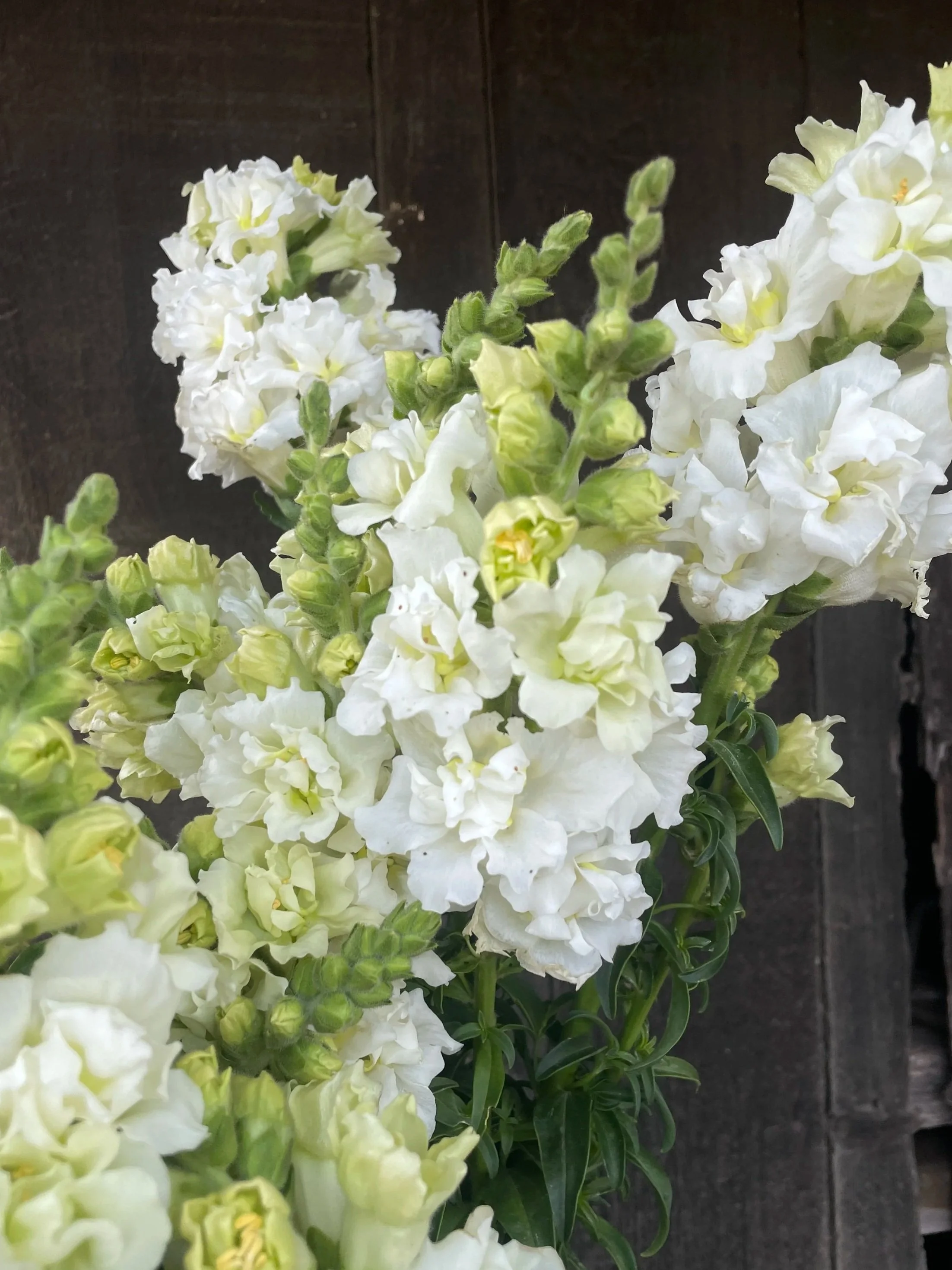 ANTIRRHINUM majus Madame Butterfly Ivory