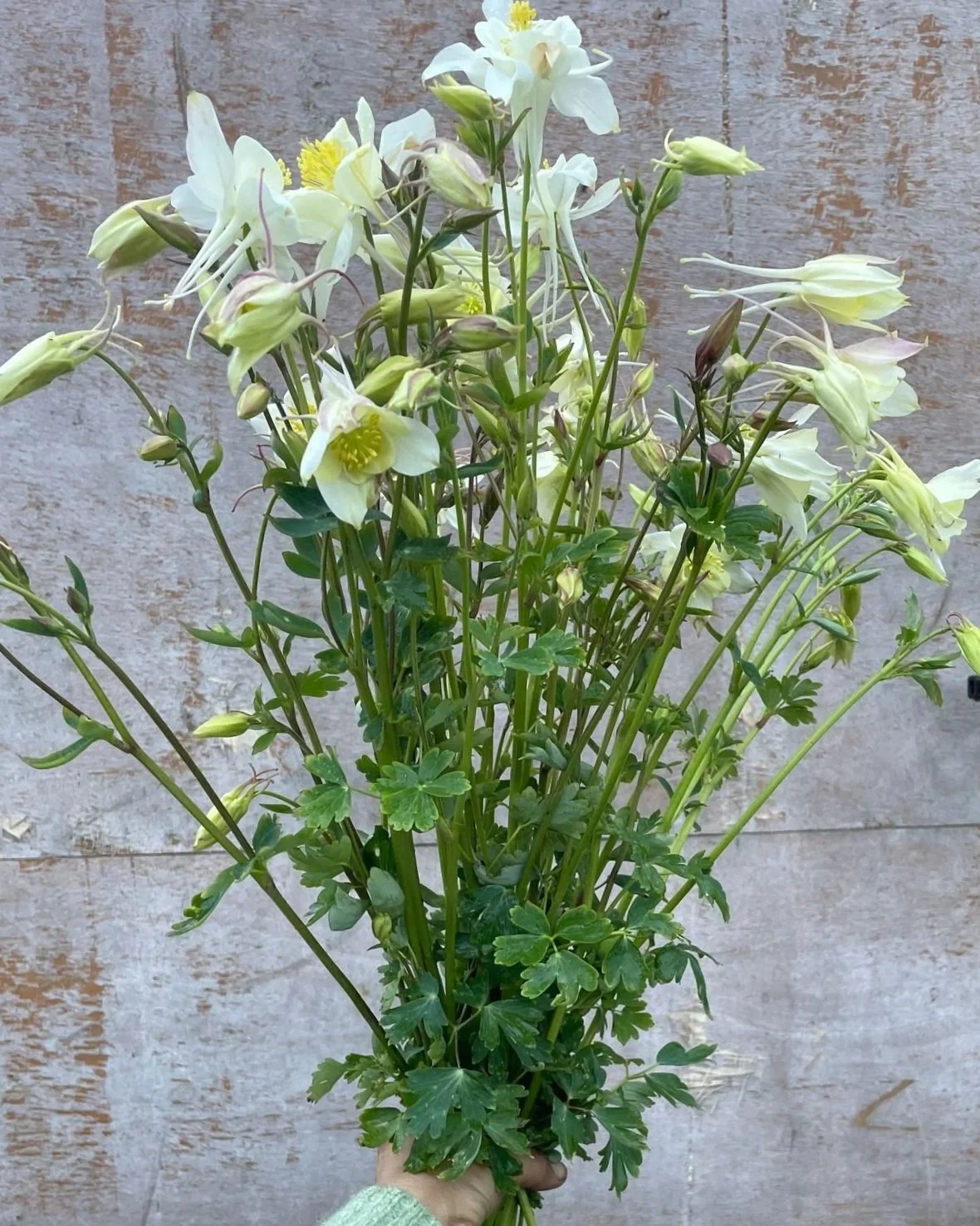 AQUILEGIA x caerulea Kristall