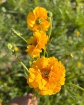 GEUM coccineum Lady Stratheden