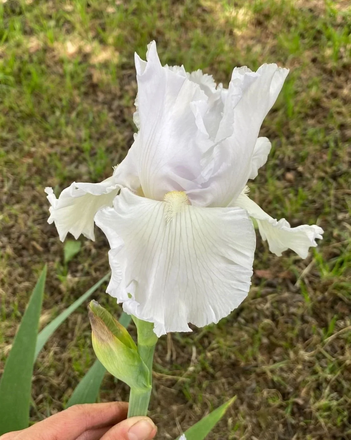 IRIS germanica (white)