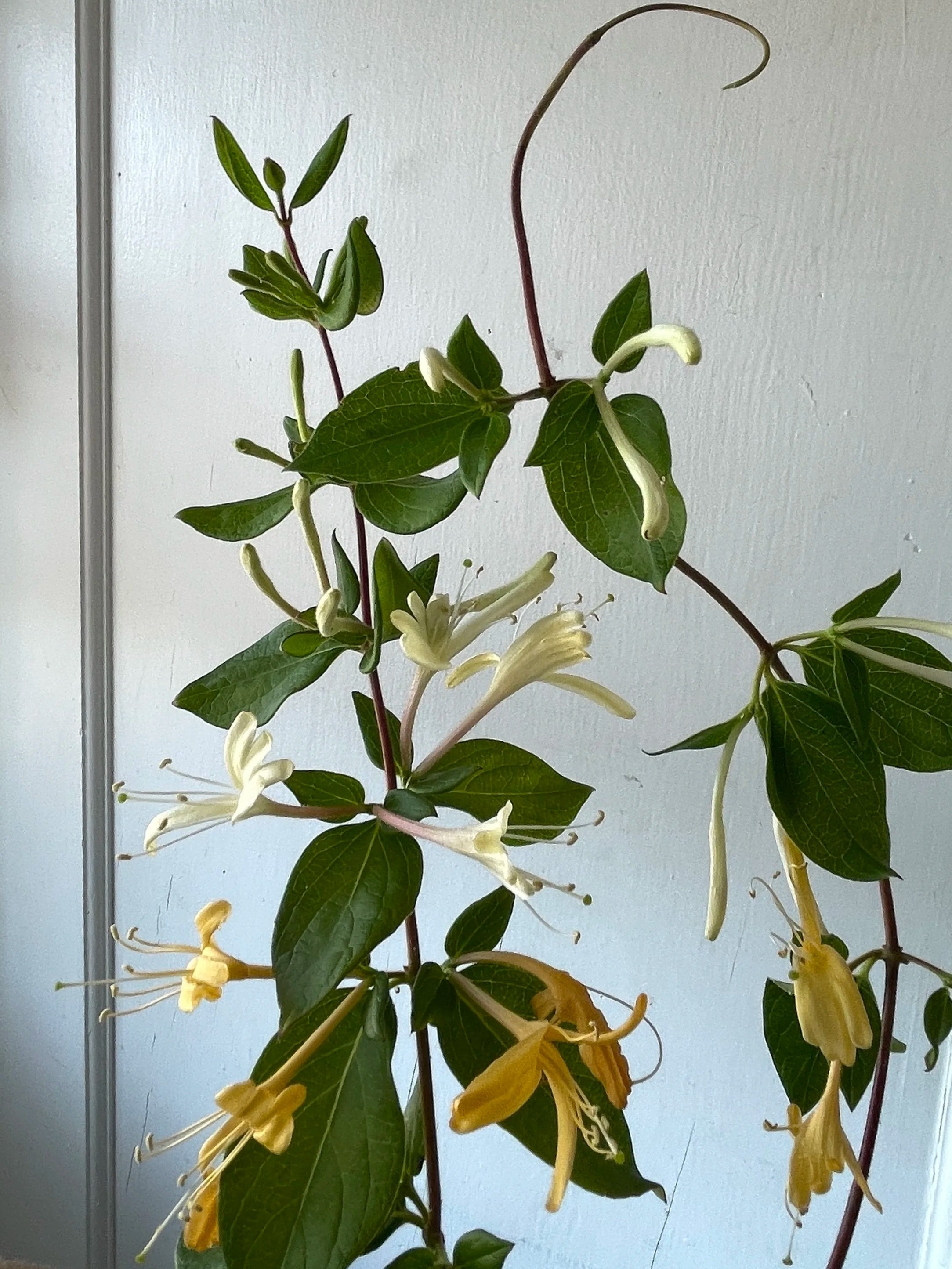 LONICERA japonica