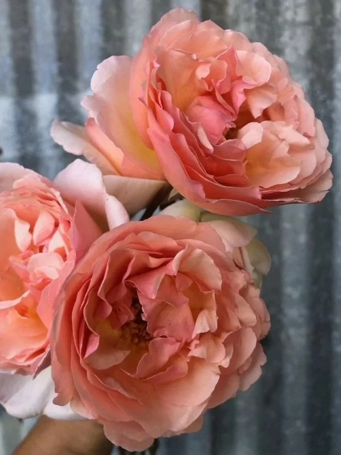 ROSA hybrida Princess Charlene de Monaco