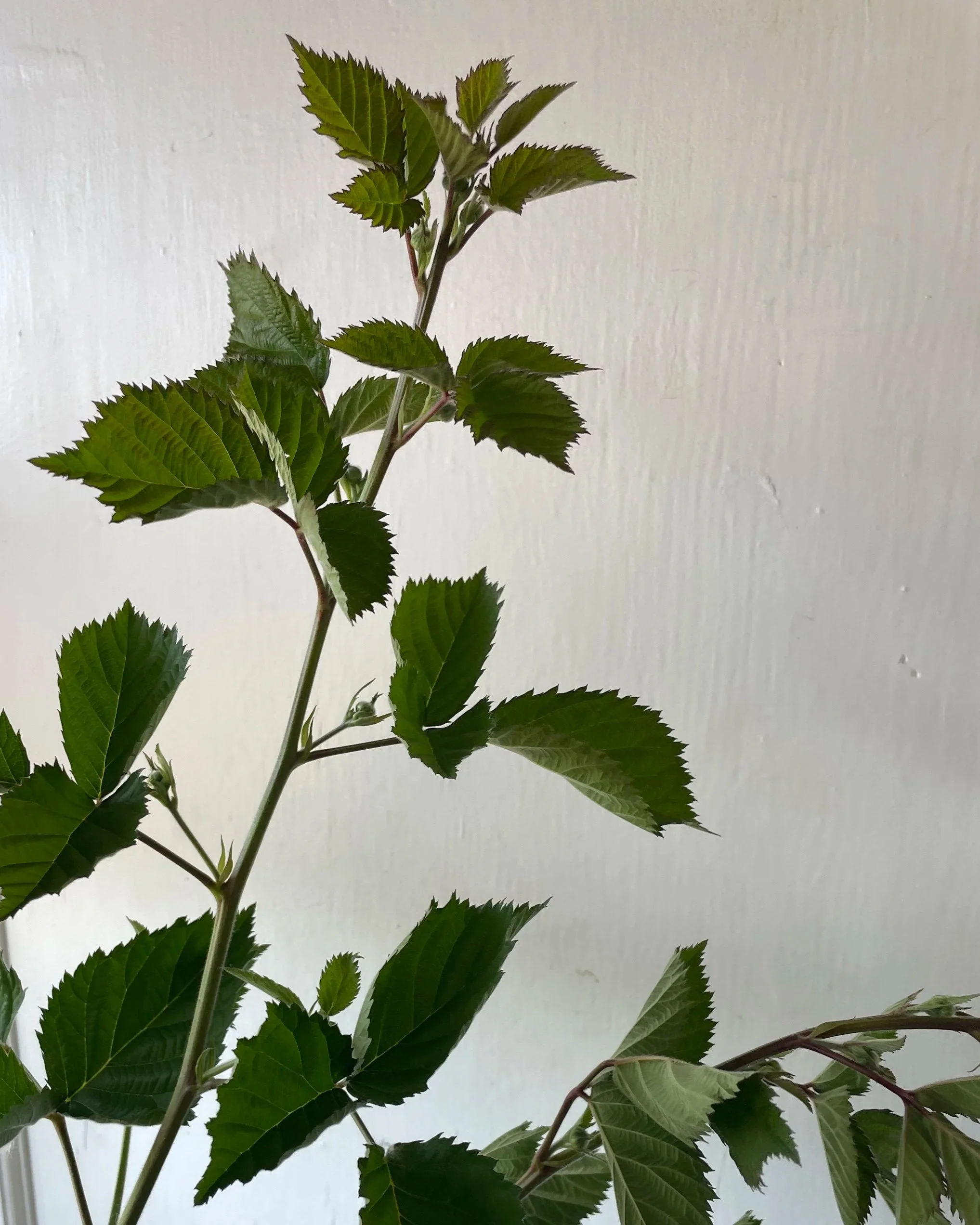 RUBUS allegheniensis