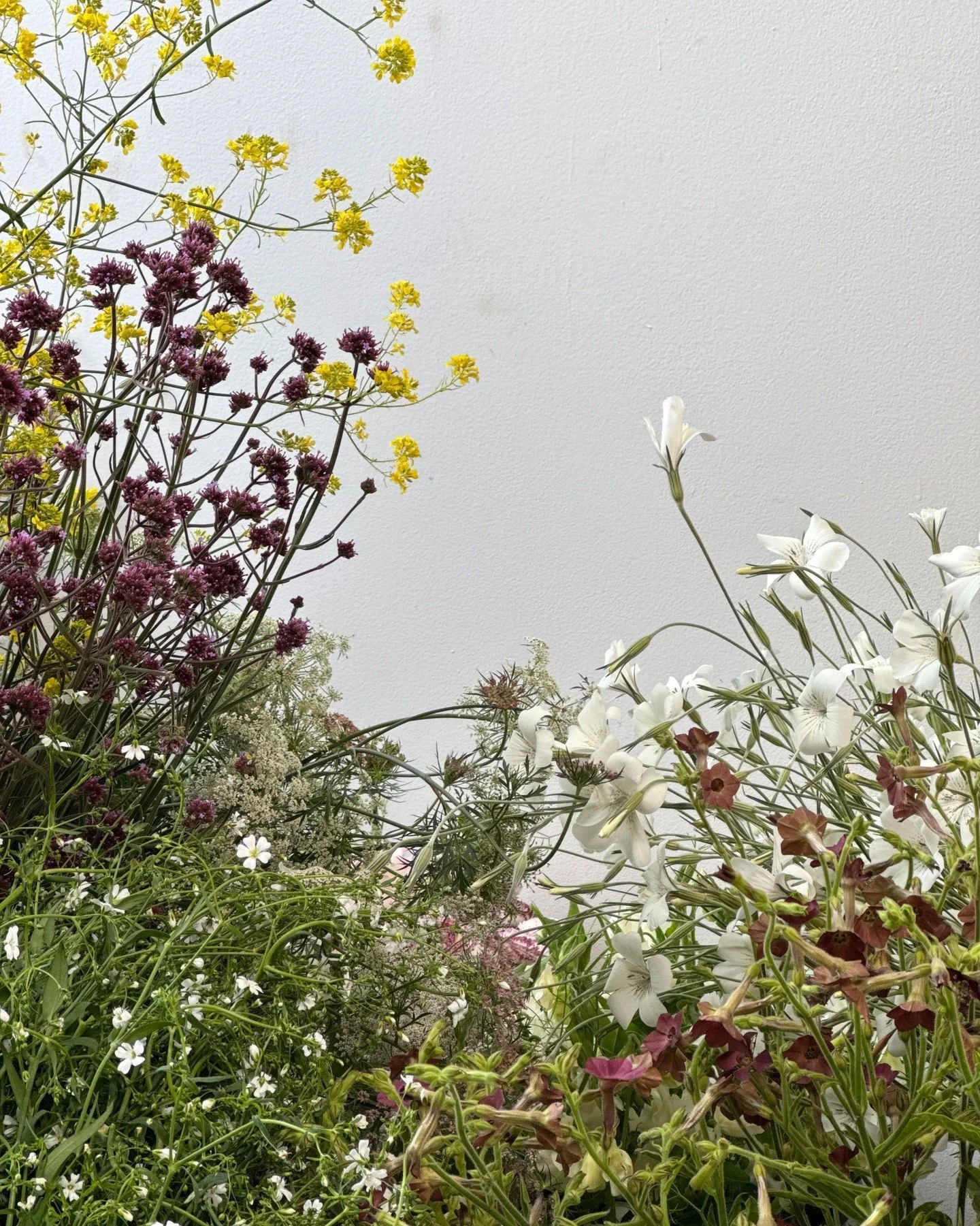 All of this beautiful airy texture for @casavfloral

BRASSICA juncea - @alcott_botanicals 
VERBENA bonariensis - @alcott_botanicals 
AMMI majus - @alcott_botanicals 
GYPSOPHILA elegans Covent Garden Market - @vofloraldesign 
NICOTIANA x Hot Chocolate
