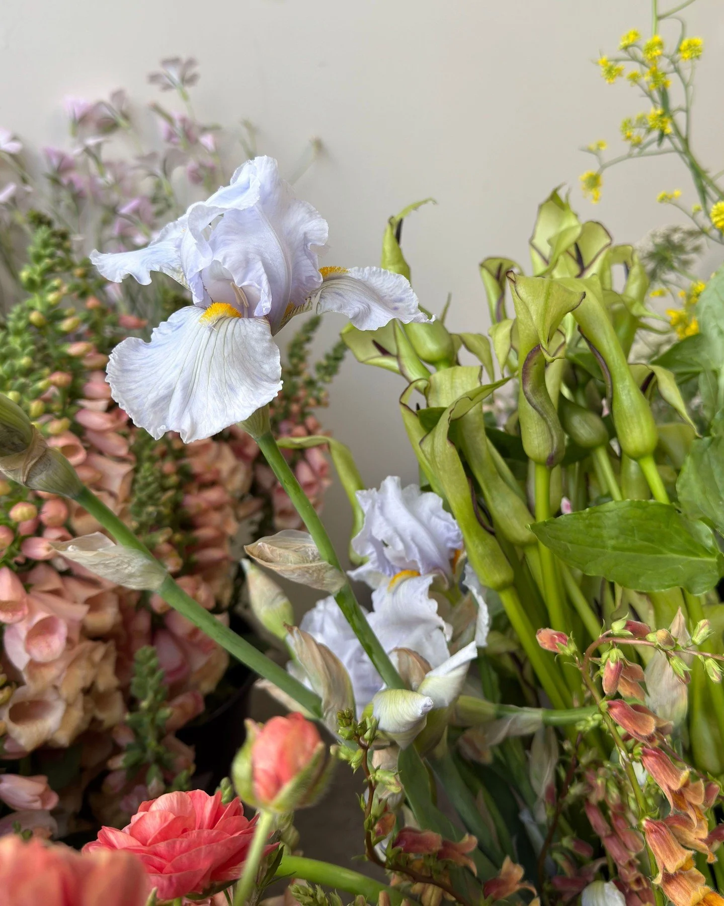 A sneak peek into order day <3

AGROSTEMMA githago Dawn Creek Blush - @deweyfarmsflowers
DIGITALIS purpurea Dalmatian Peach - @deweyfarmsflowers &amp; @borrowedgarden
RANUNCULUS Butterfly Eris - @pucksgarden
IRIS germanica - @borrowedgarden
ARUM h