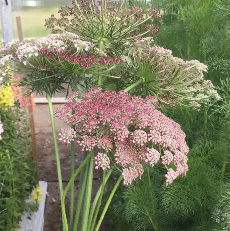 DAUCUS carota