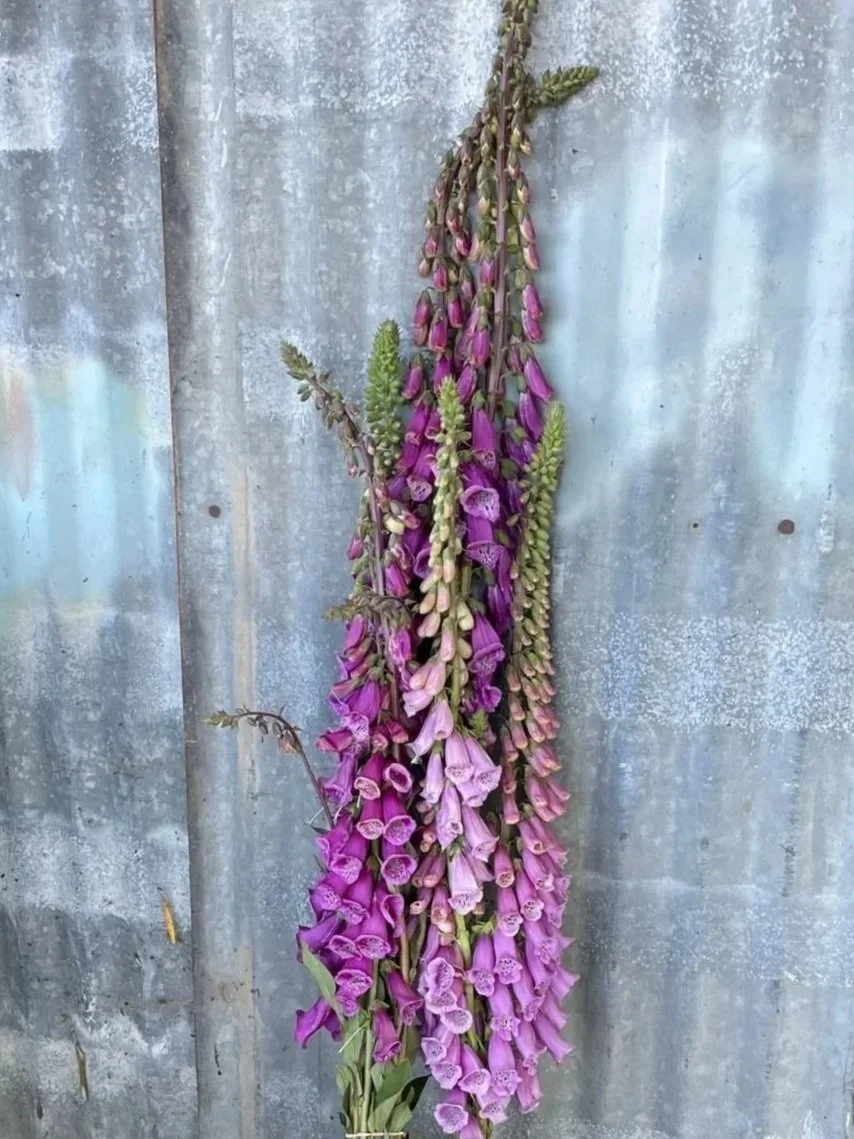 DIGITALIS purpurea Candy Mountain