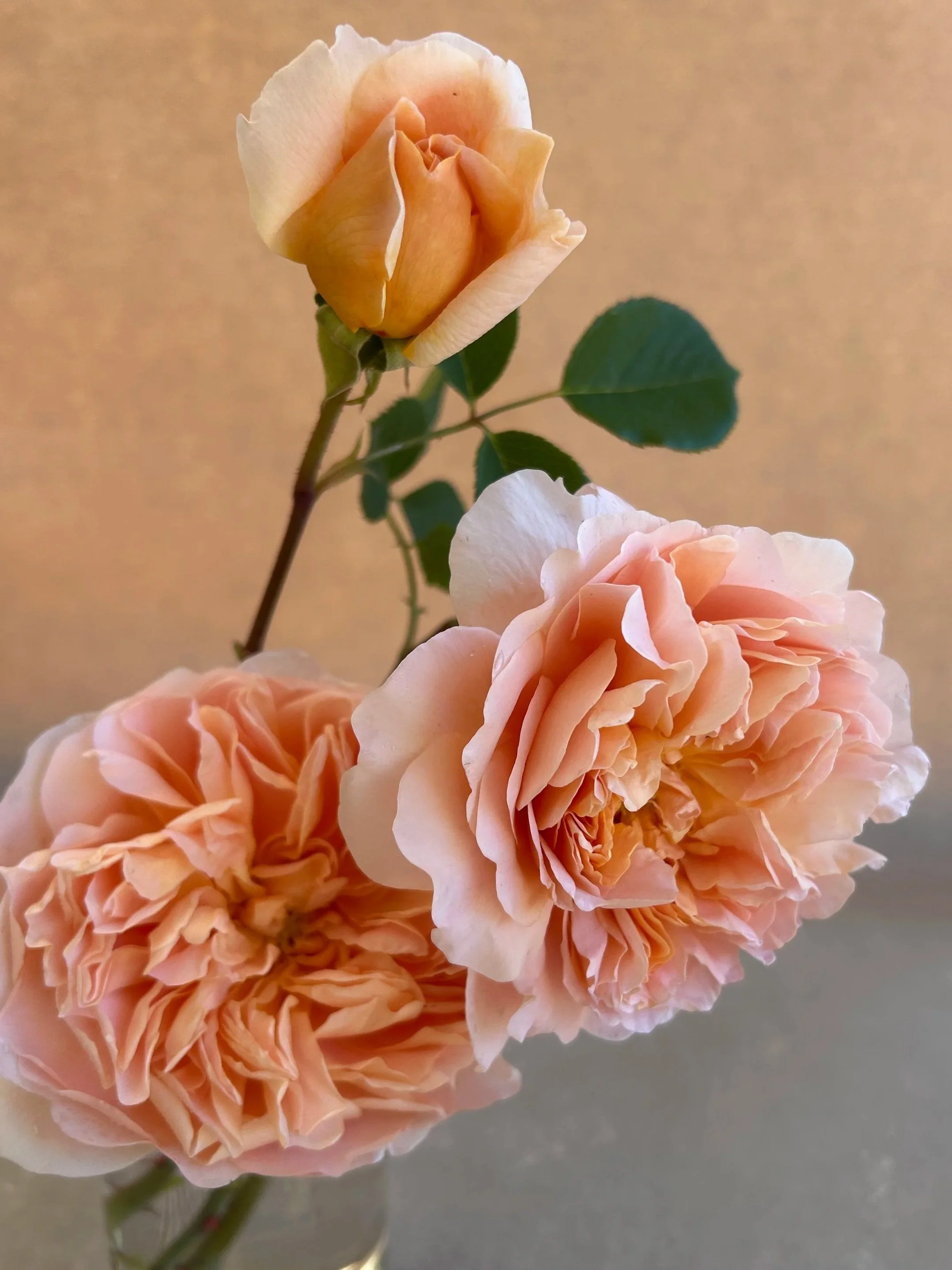 ROSA hybrida Tea Clipper