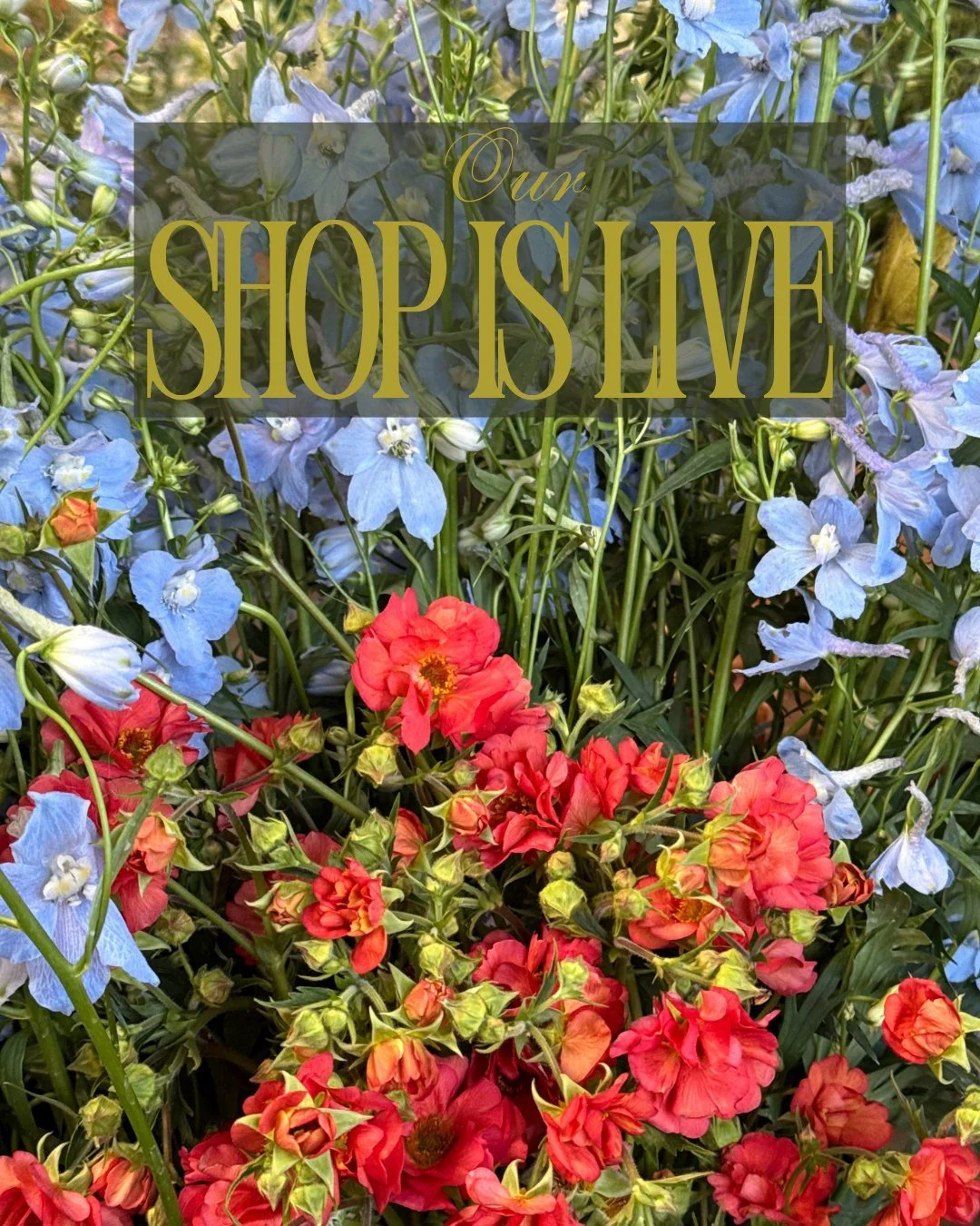 Our shop is live! Here is what we have in abundance this week:

BRASSICA juncea Ruby Streaks - @alcott_botanicals
VIOLA x wittrockiana Imperial Antique Shades - @mockingbirdflora
ROSA hybrida Tea Clipper - @vofloraldesign 
ANTIRRHINUM majus Madame Bu