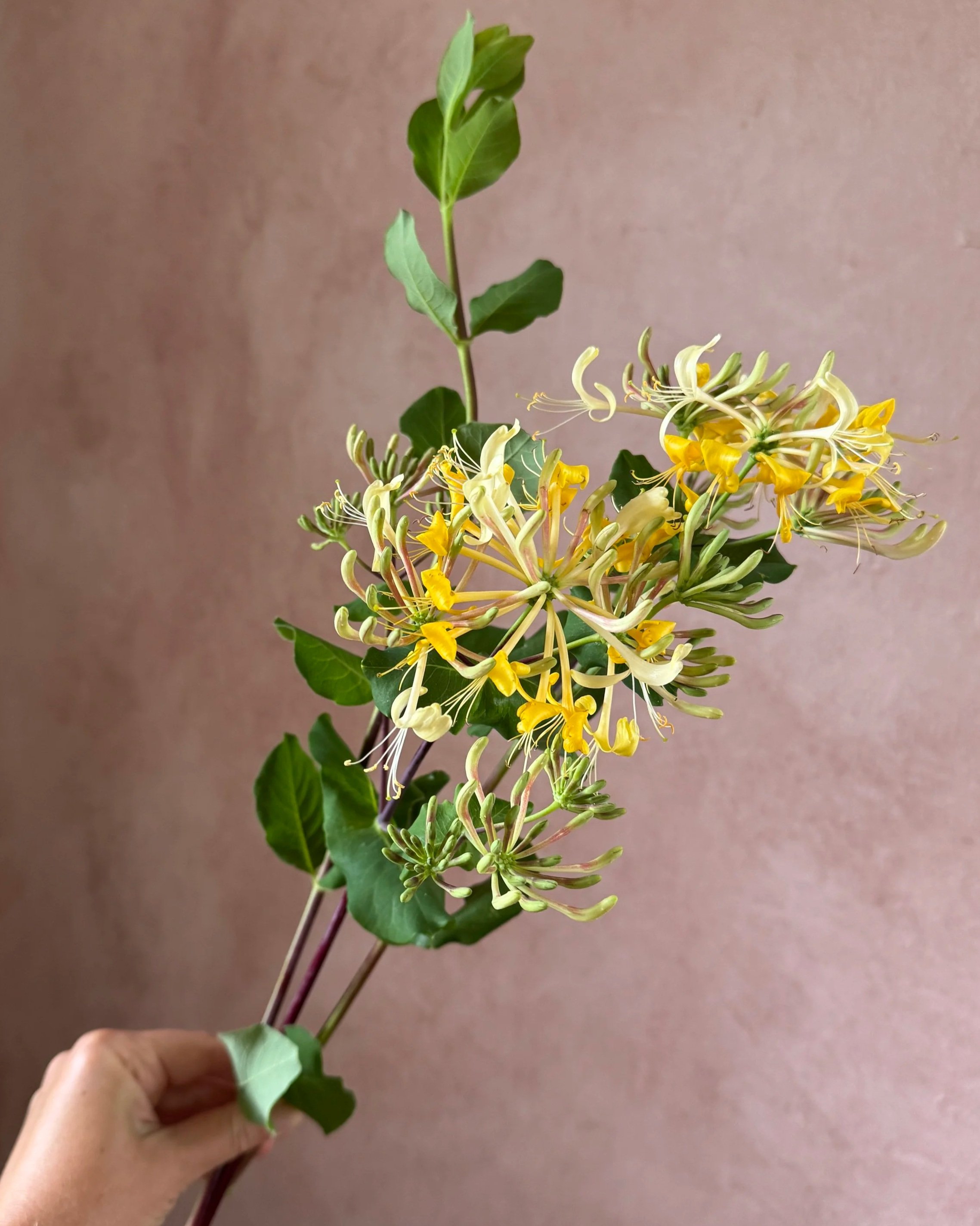 LONICERA+etrusca+Superba.jpg