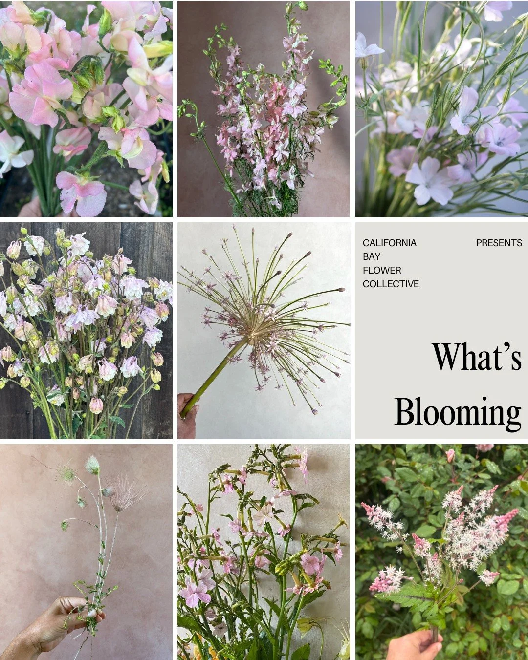 Have you seen What's Blooming?  What&rsquo;s Blooming is our visual availability list, thoughtfully organized by month and color, making it easy to see what flowers are seasonally available throughout the year. Whether you&rsquo;re designing a weddin
