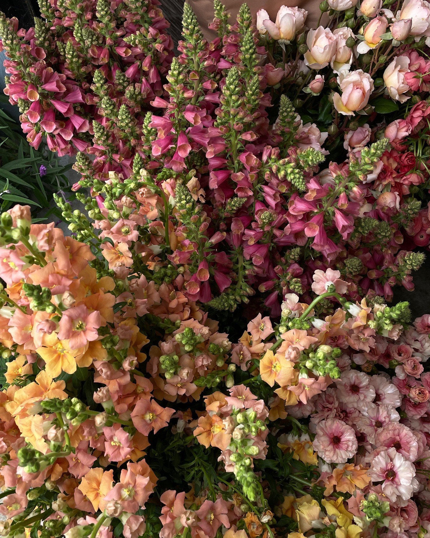 Juicy, colorful and textural! @violetandaster is checking all the boxes with this palette.

ANTIRRHINUM majus Chantilly Light Salmon - @vofloraldesign 
DIGITALIS hybrida Artic Fox Rose - @deweyfarmsflowers 
RANUNCULUS Butterfly Ariadne - @vofloraldes