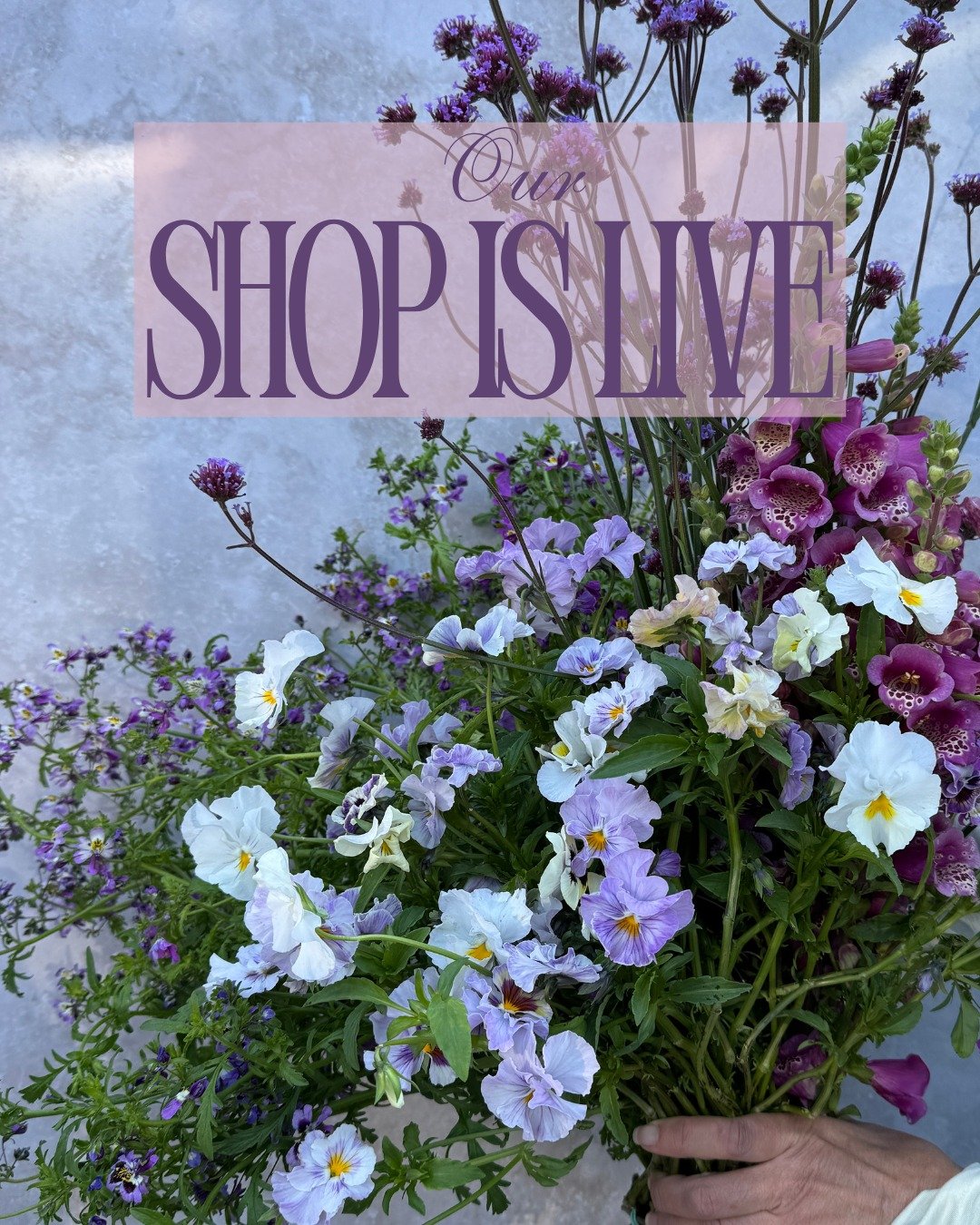 Mother's Day ordering is upon us, folks! We have some updates to our schedule next week- if you want to more updates, consider signing up for our newsletter!

Mother&rsquo;s Day Schedule:
Deliveries: Monday 5/4 and THURSDAY 5/7
Pickup: THURSDAY 5/7 1