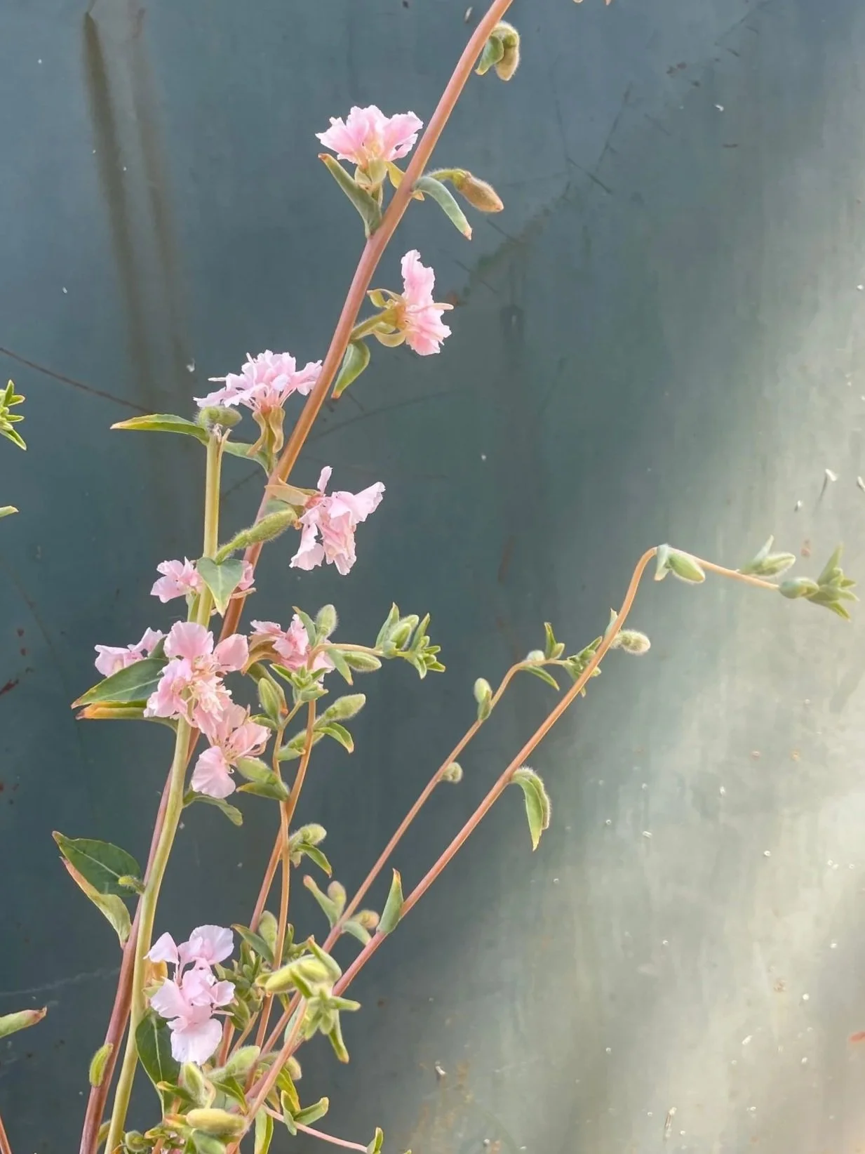 CLARKIA unguiculata Appleblossom