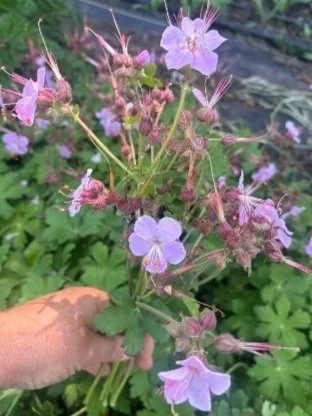 GERANIUM macrorrhizum Ingwersens Variety