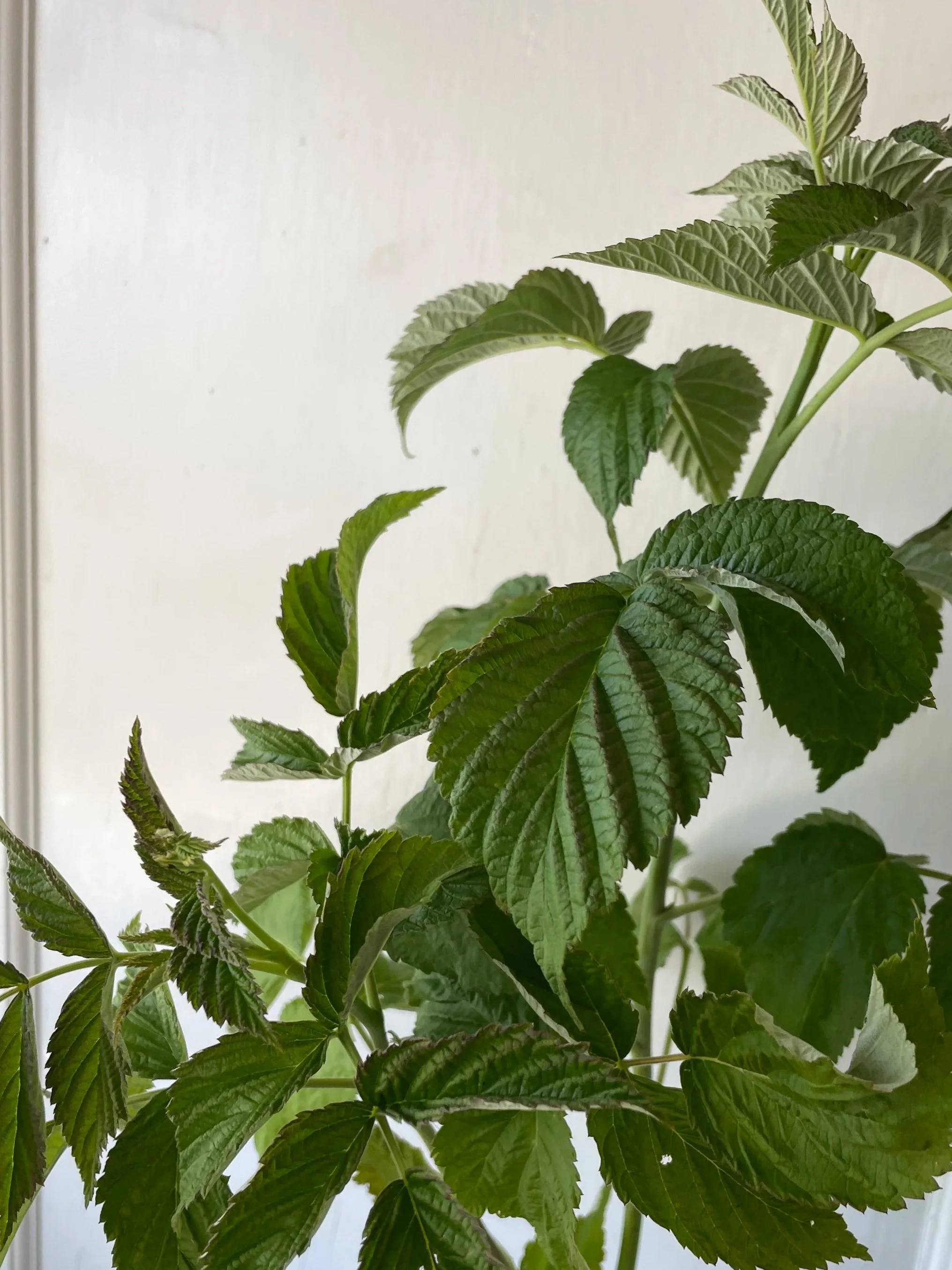 RUBUS idaeus