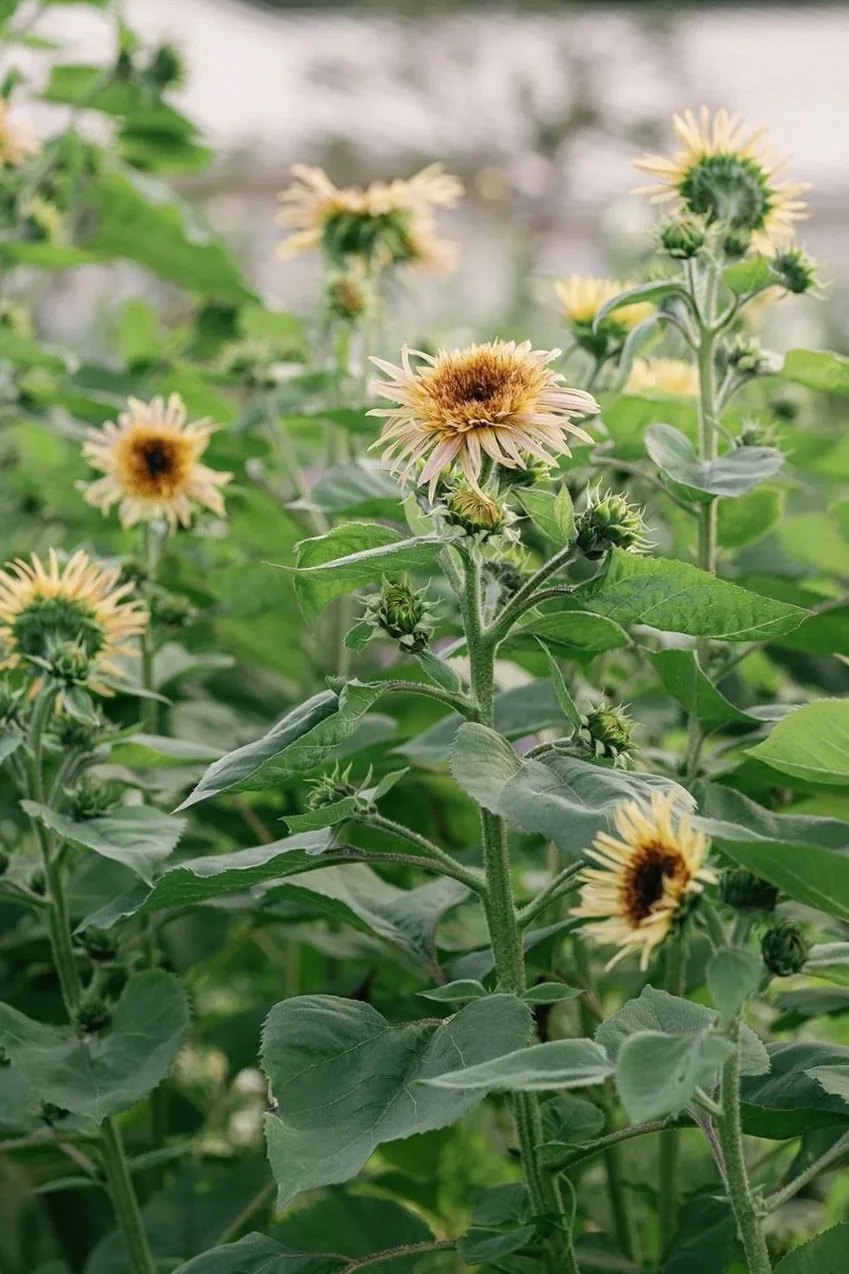 HELIANTHUS annuus Astra Rose Cream