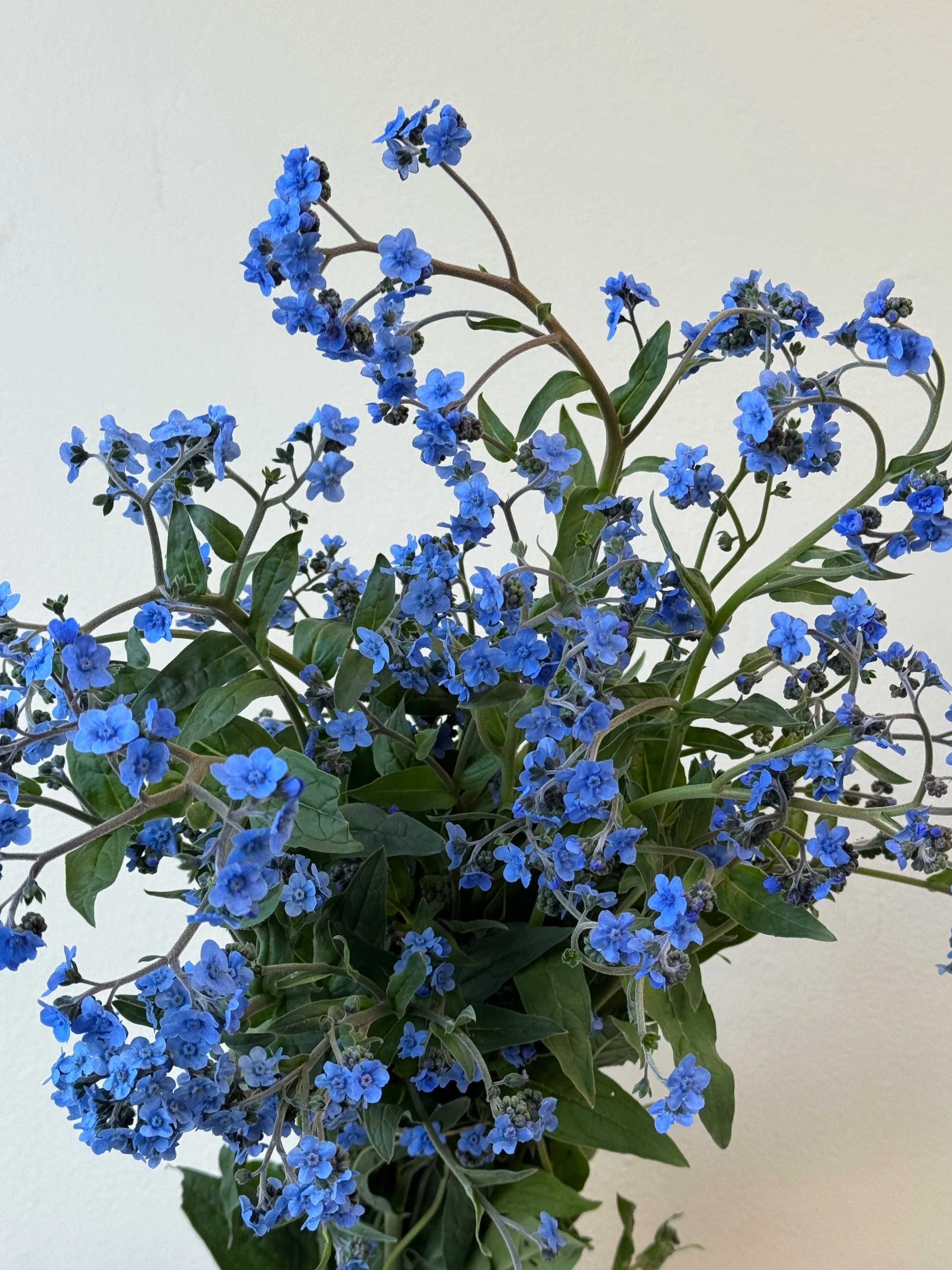 CYNOGLOSSUM amabile