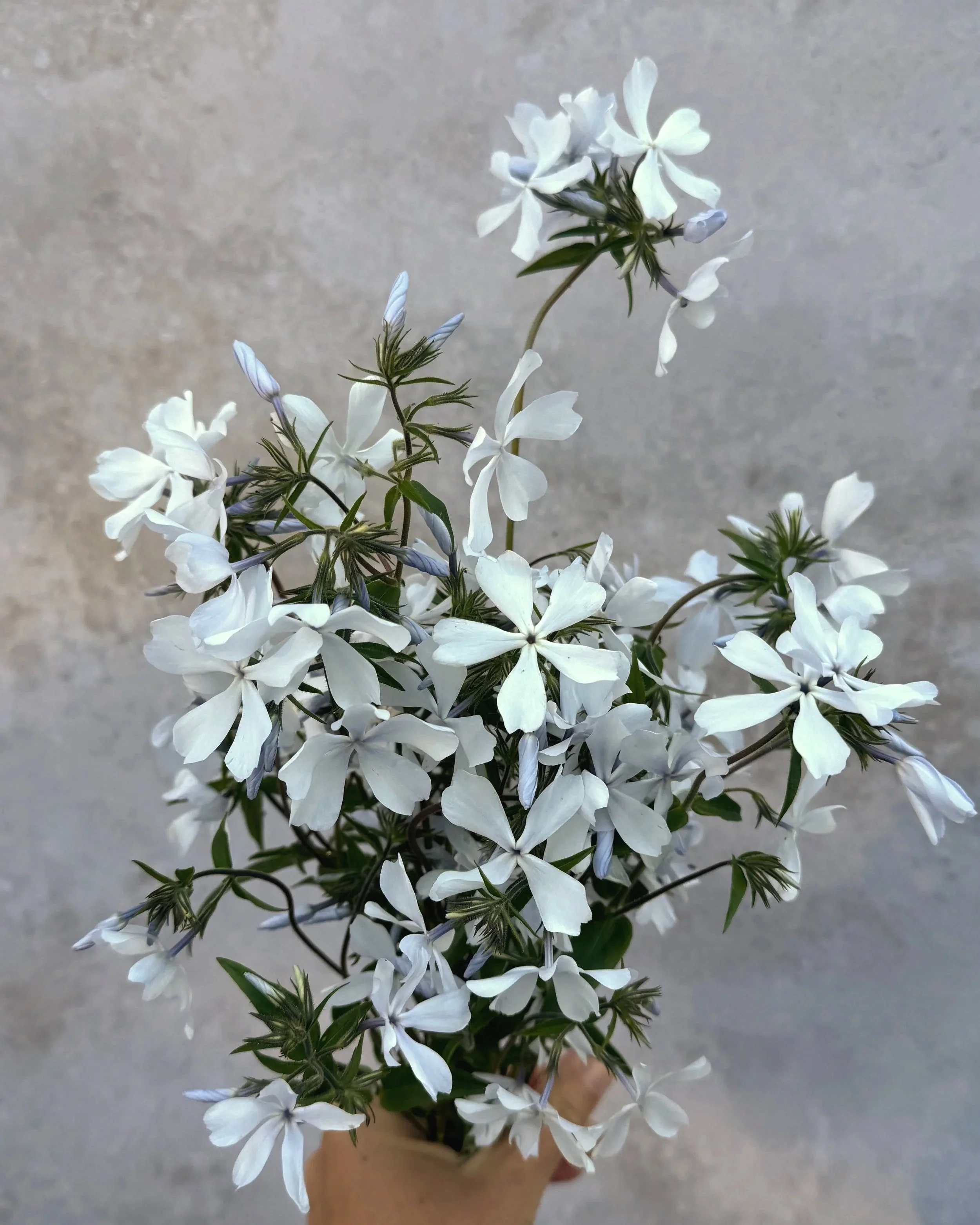 PHLOX May Breeze