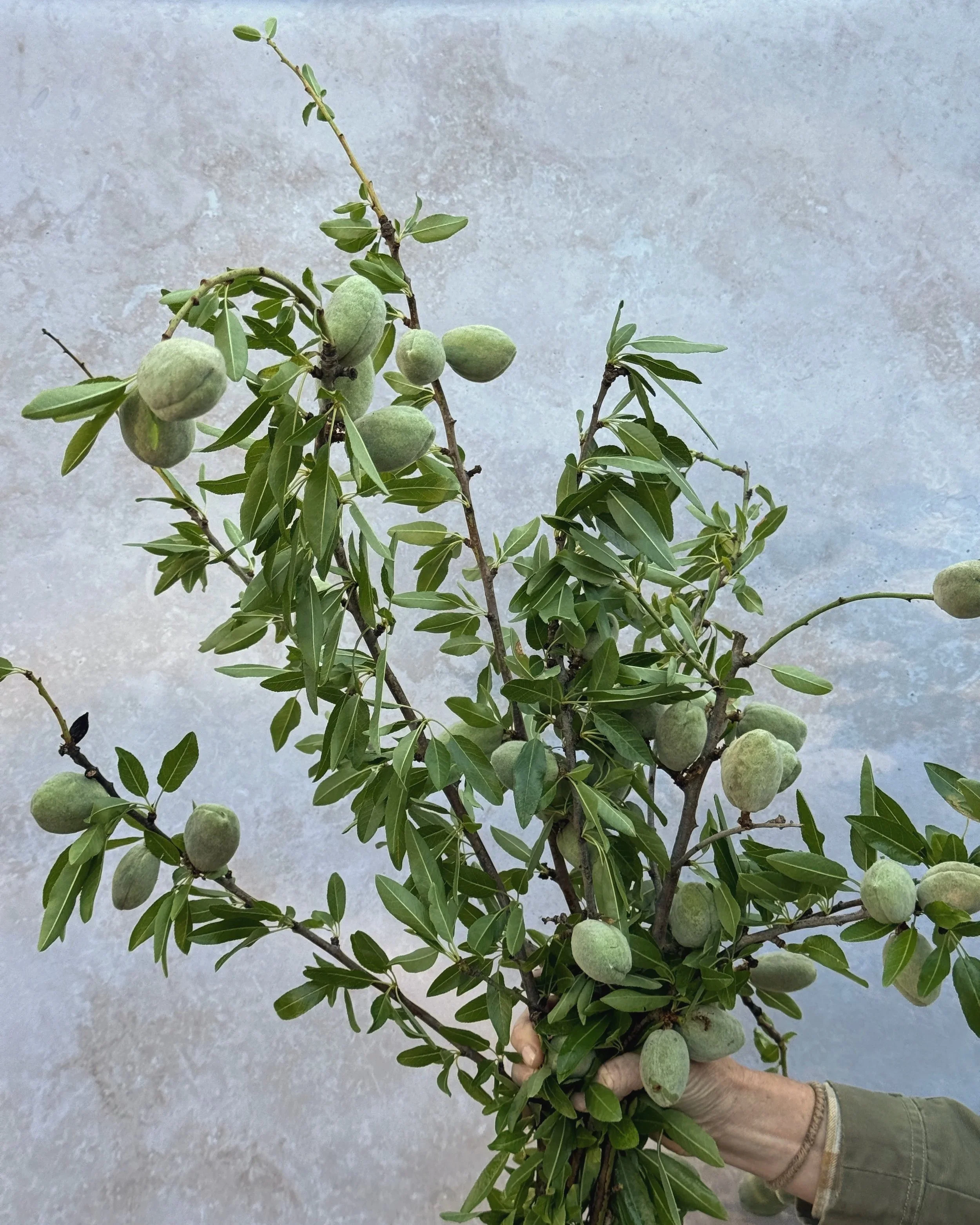 PRUNUS dulcis (Almond)