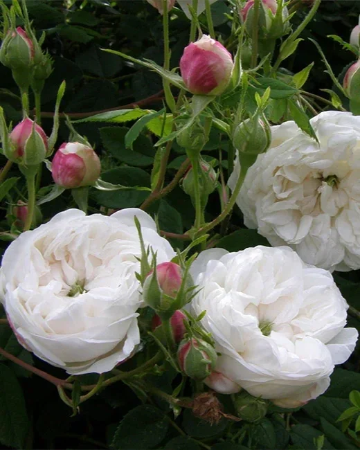 ROSA hybrida Madame Plantier