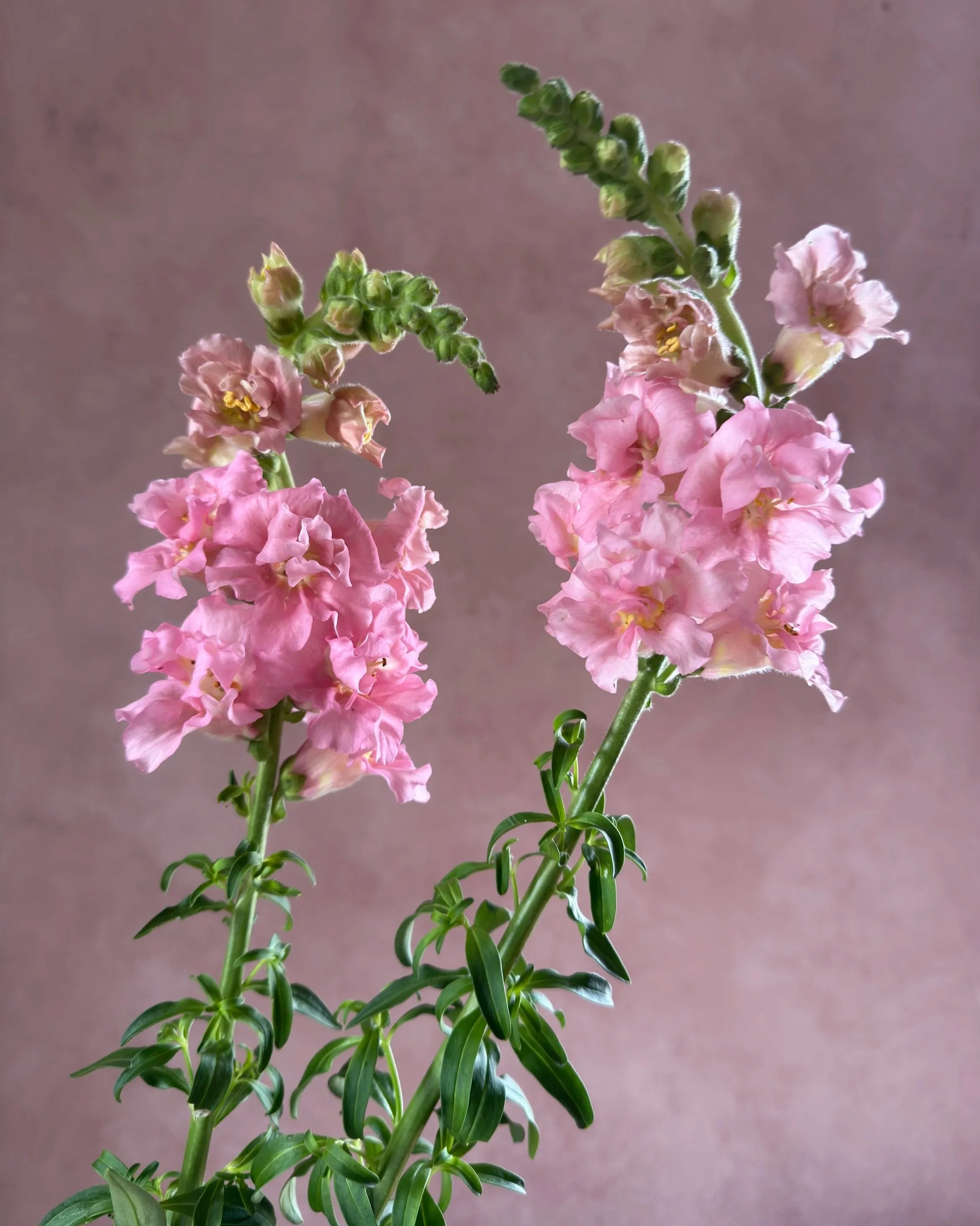 ANTIRRHINUM majus Madame Butterfly Pink