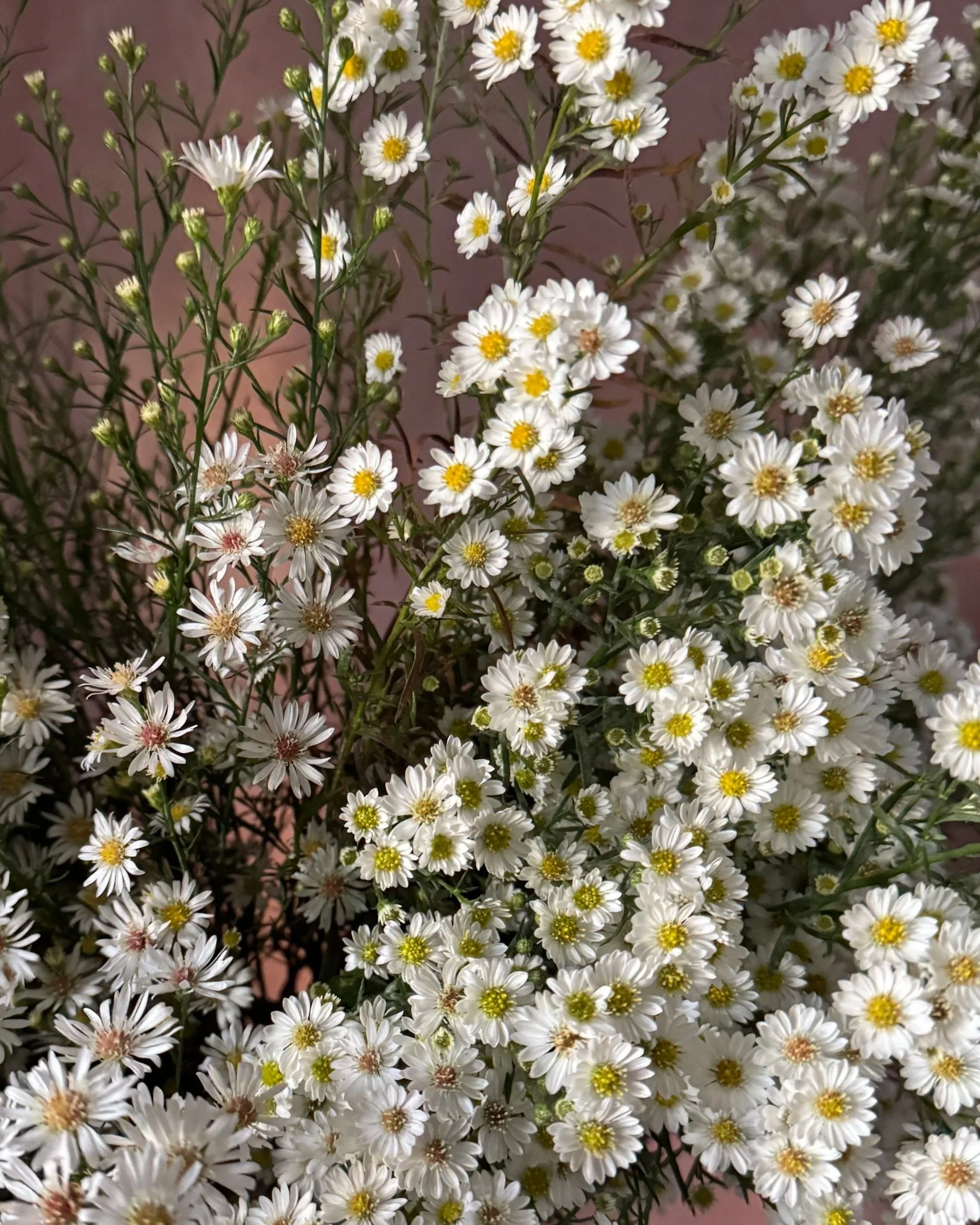 ASTER x Pearla