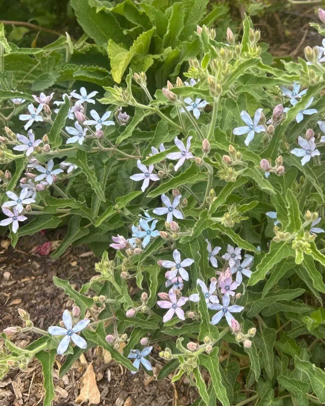 OXYPETALUM coeruleum Blue Double Mix