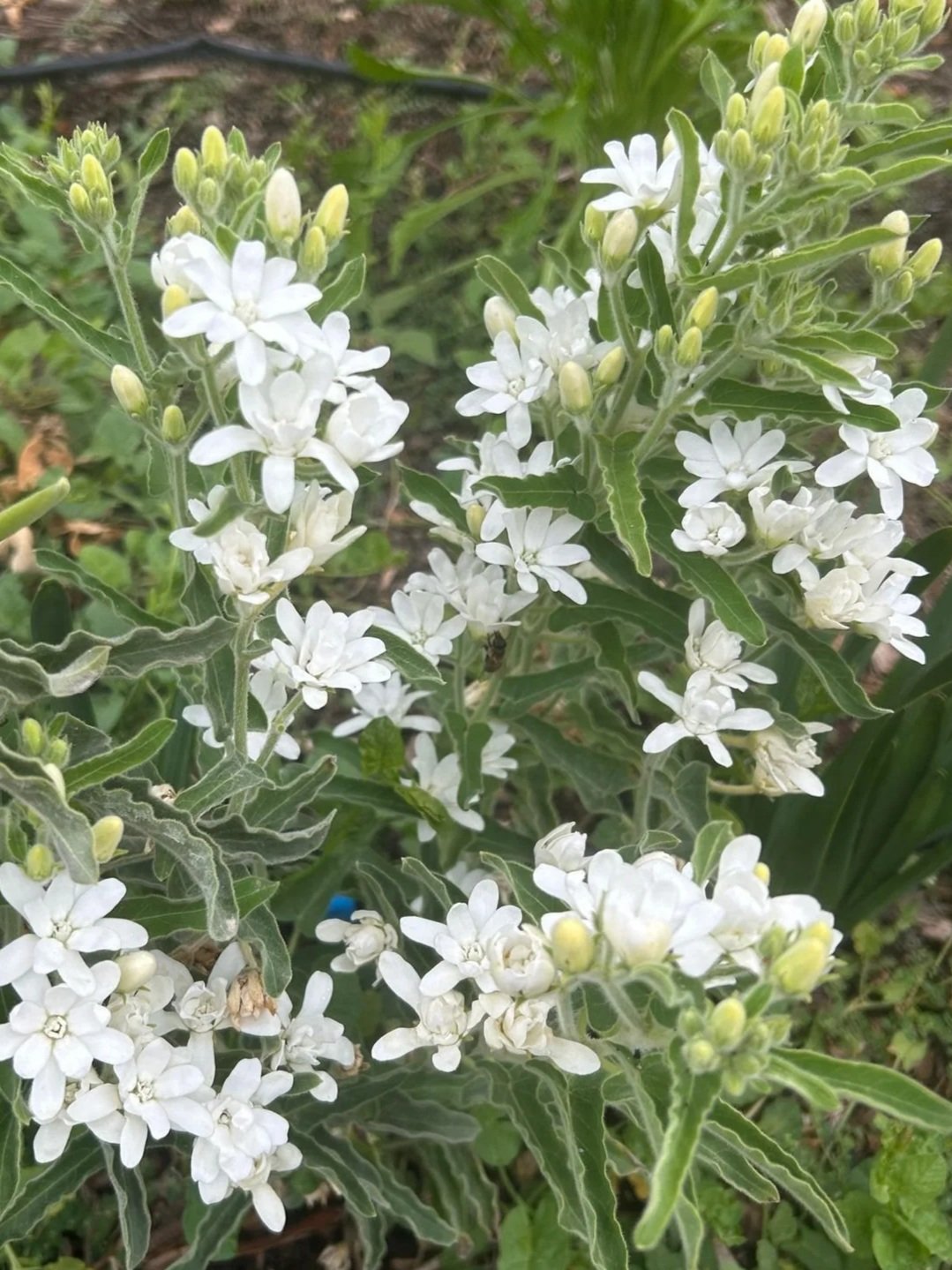 OXYPETALUM coeruleum Pint White Double Mix (Tweedia)