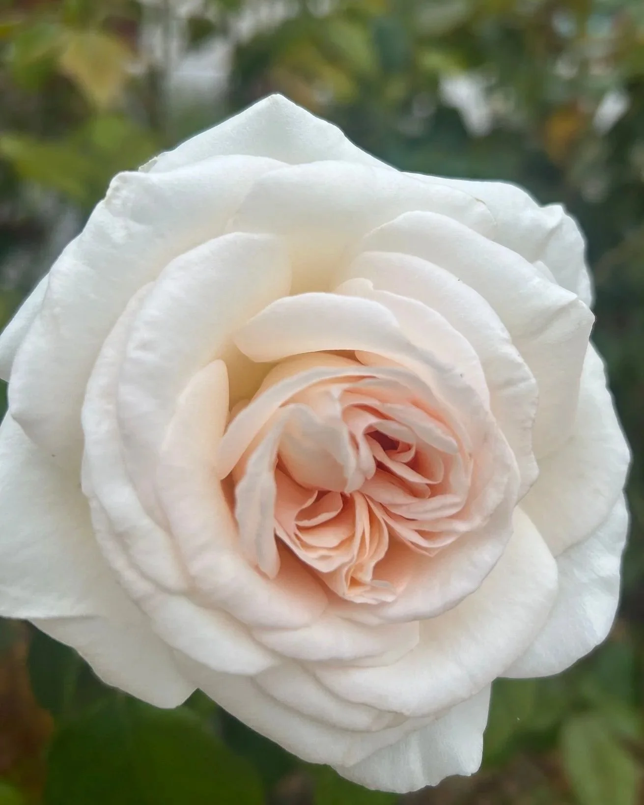 ROSA hybrida Francis Meilland