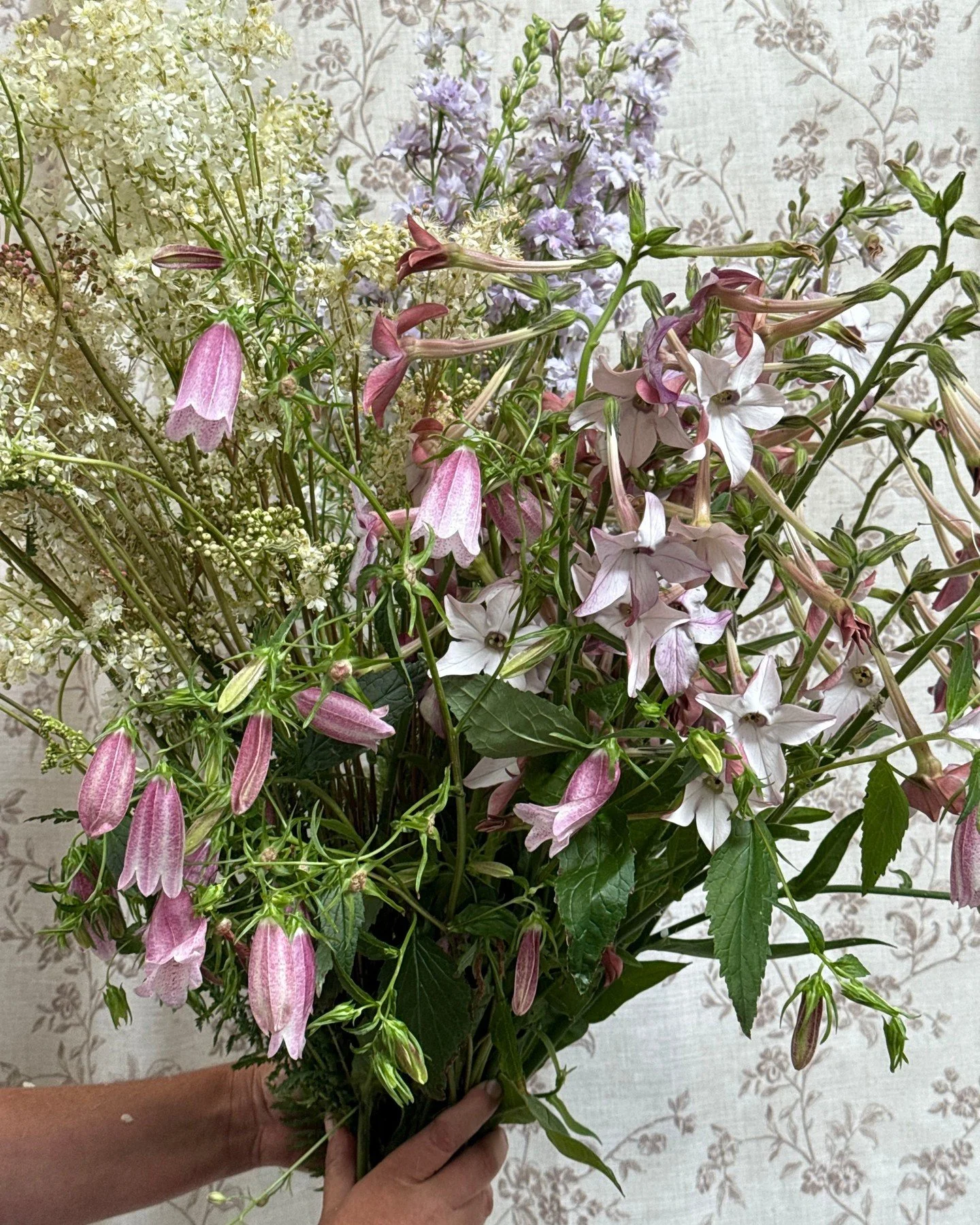 We love texture over here, and there's loads of ways to add it into your designs- from lacy Filipendula to speckled Campanula, Larkspur with its layers upon layers of petals or Nicotiana in two-toned colors. 

FILIPENDULA vulgaris - @deweyfarmsflower